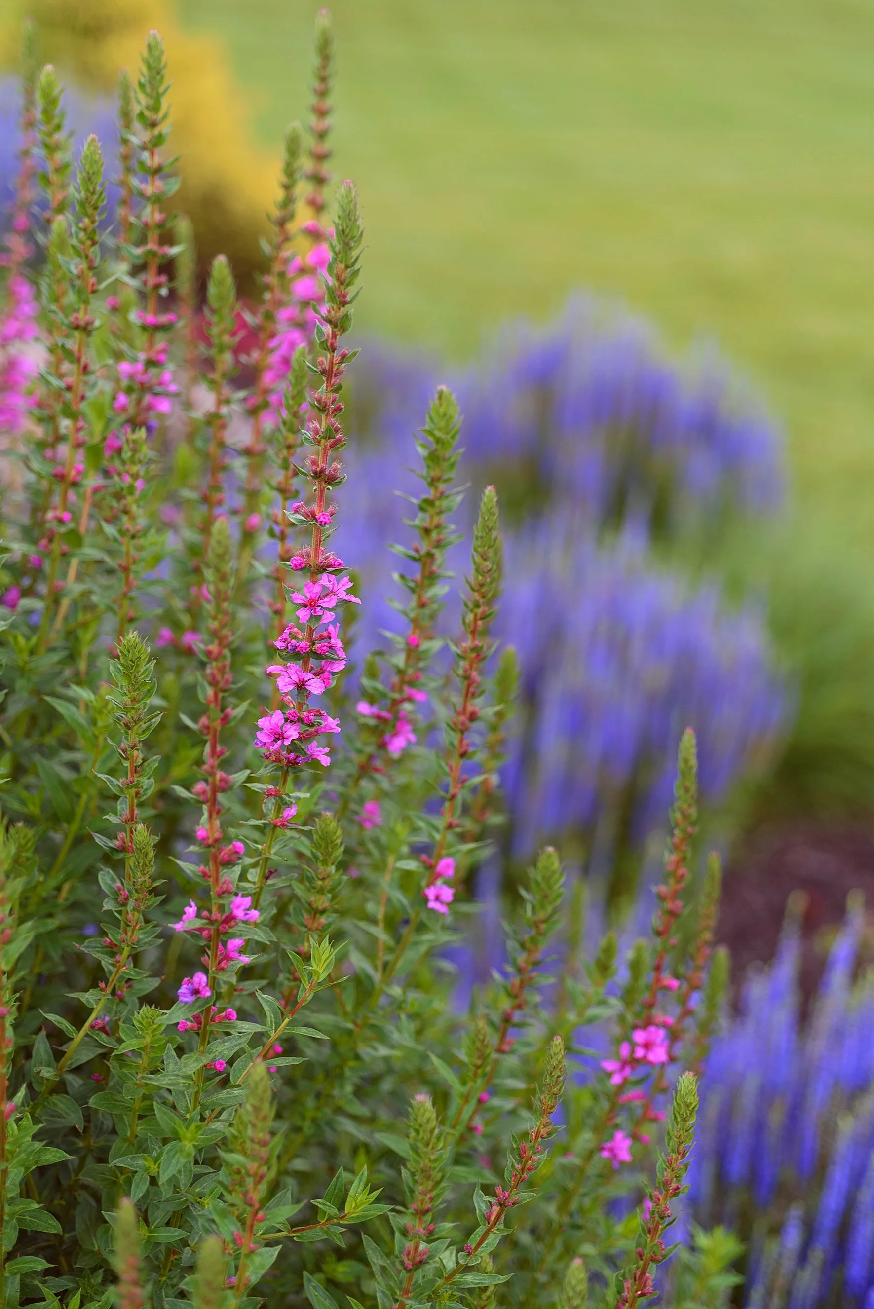 Close-up of pink and purple flowers in a garden or flower bed.