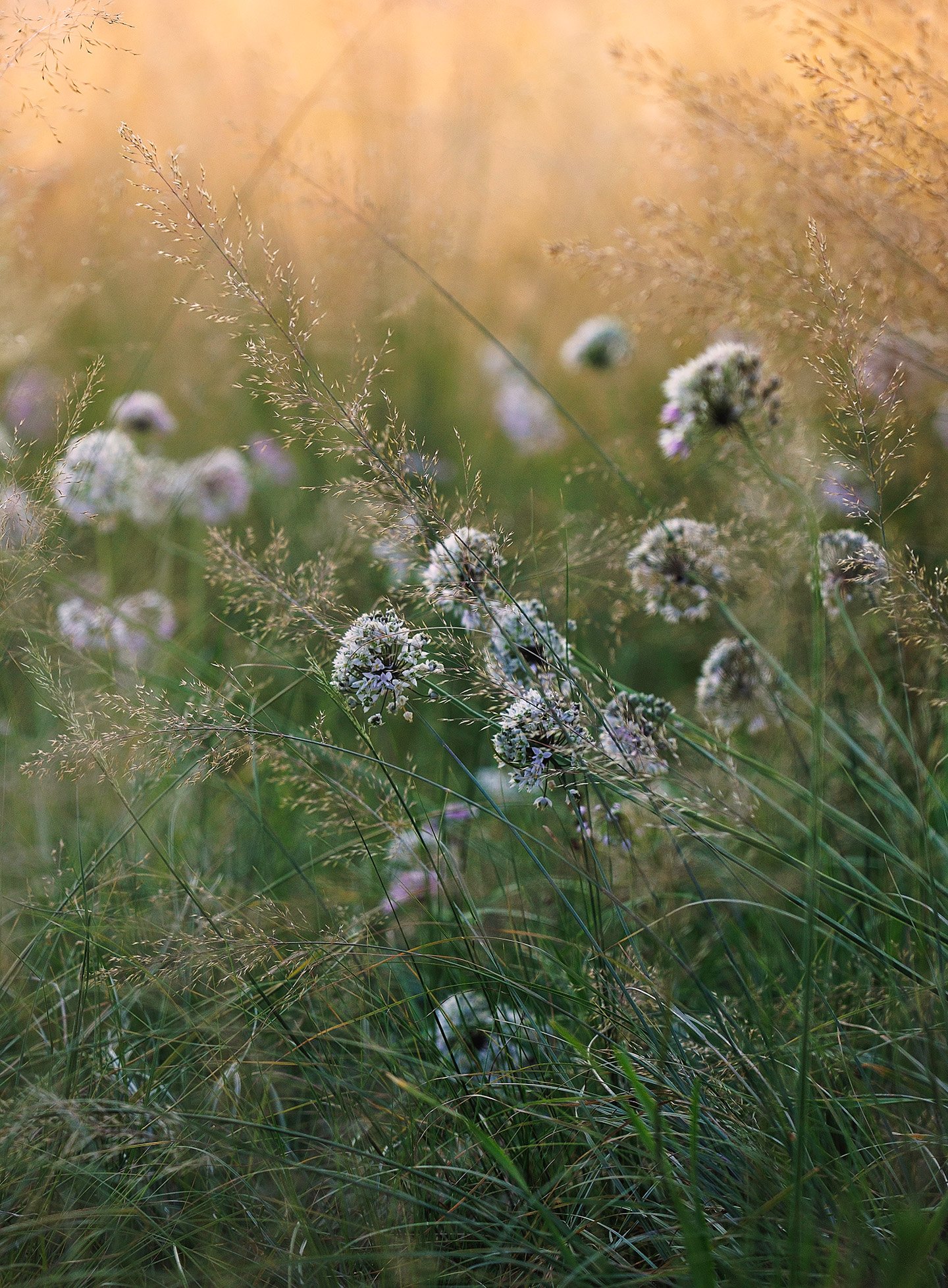 Wildflowers and tall grasses in a field at sunset or sunrise.