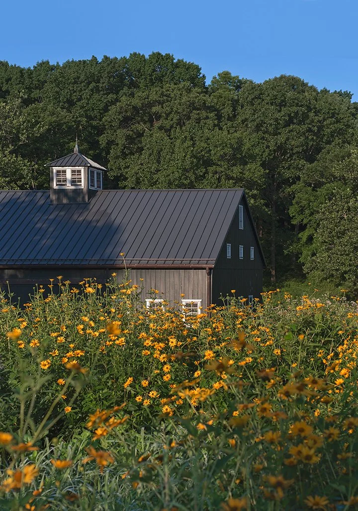 A barn with a dark metal roof and a small cupola, surrounded by a field of yellow flowers, with lush green trees in the background under a clear blue sky.