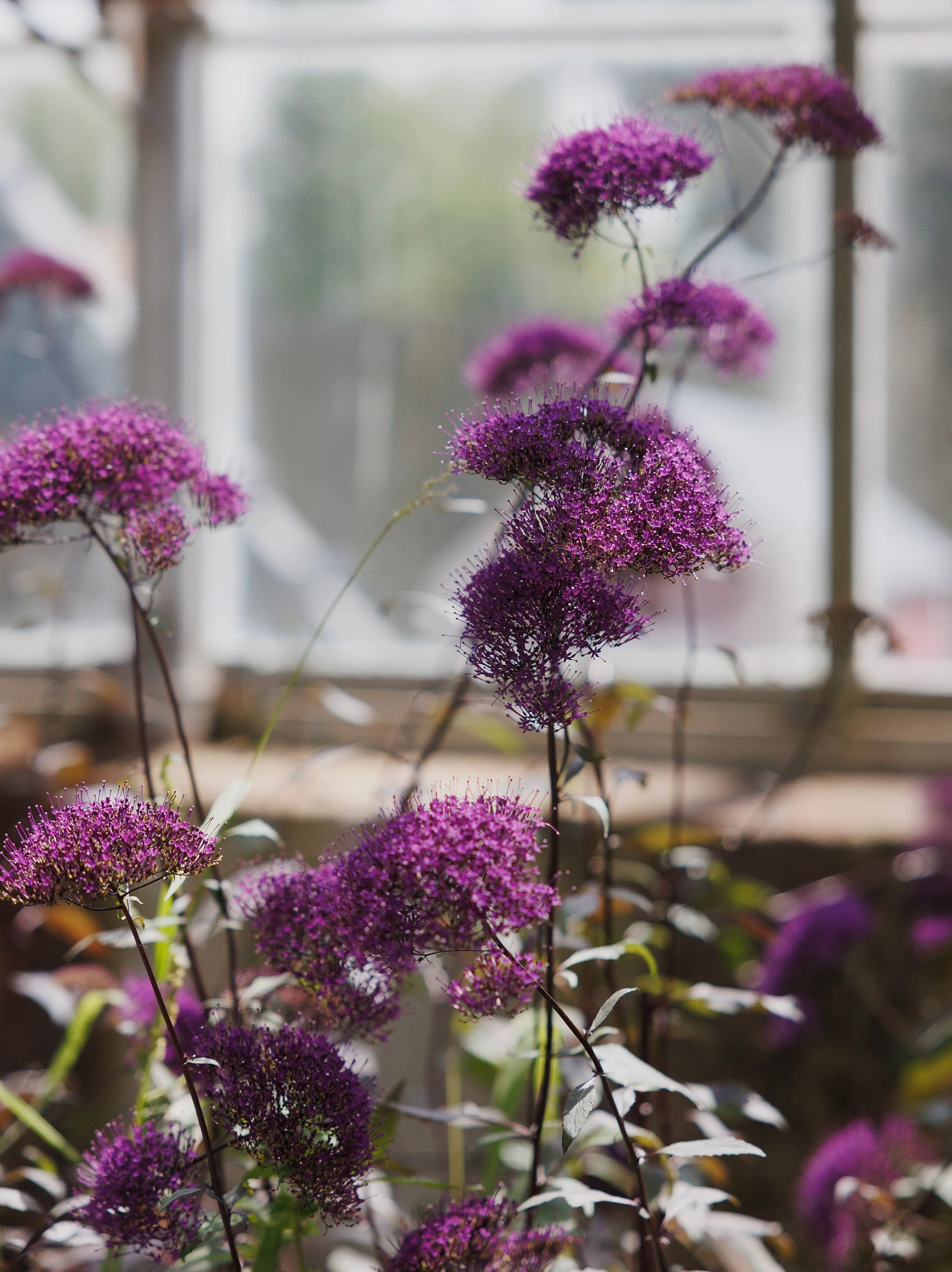 Purple flowering plants with small clustered blooms inside a house near a window.