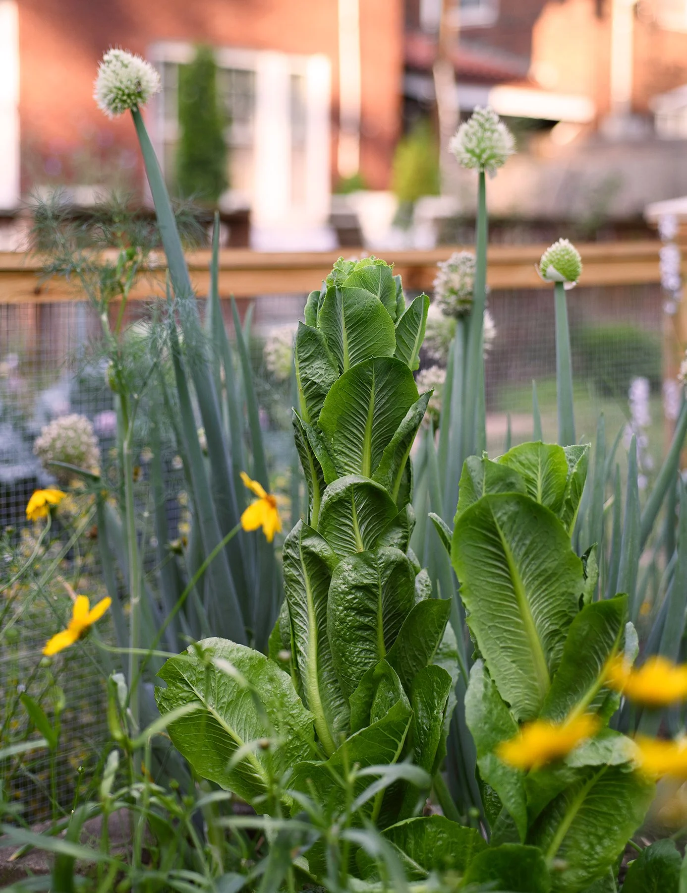 A garden with leafy green romaine lettuce and yellow flowers, with a mesh fence and brick buildings in the background.