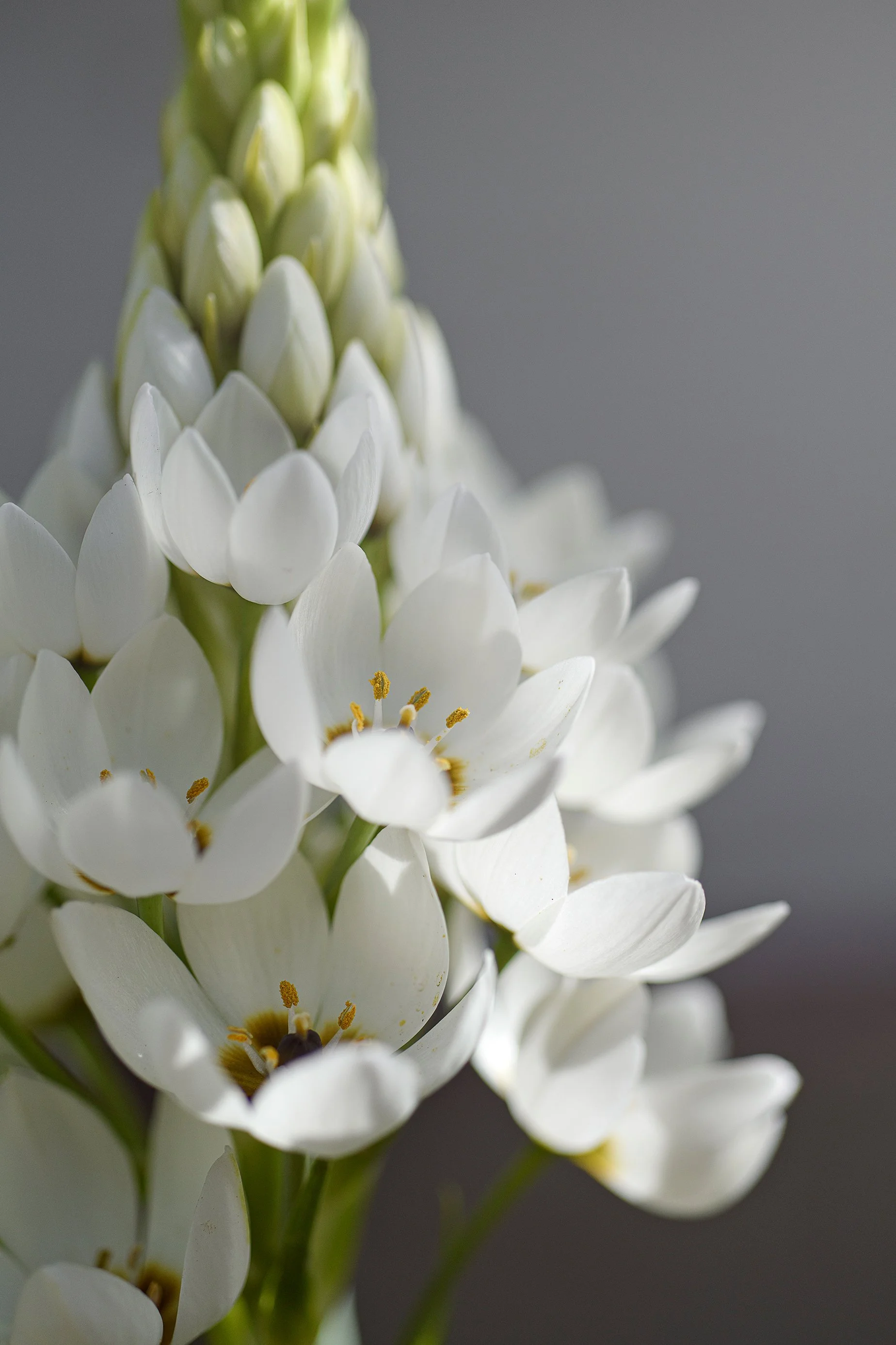 Close-up of a cluster of white flowers with yellow stamens against a gray background.