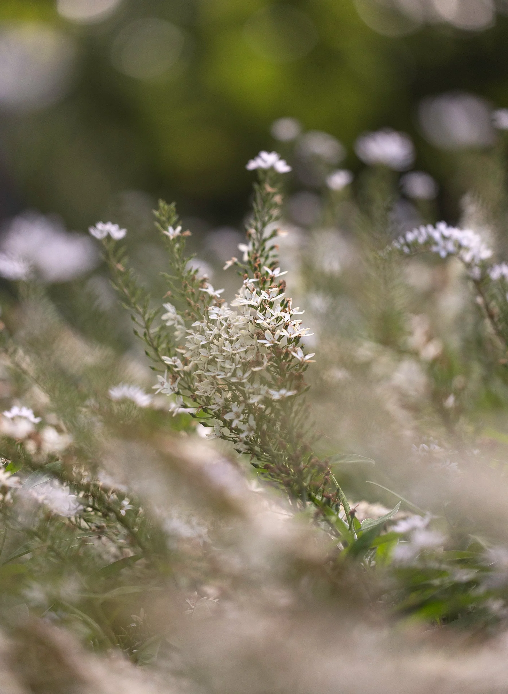 Close-up of white flowers on a tall plant in a natural outdoor setting with a blurred background.
