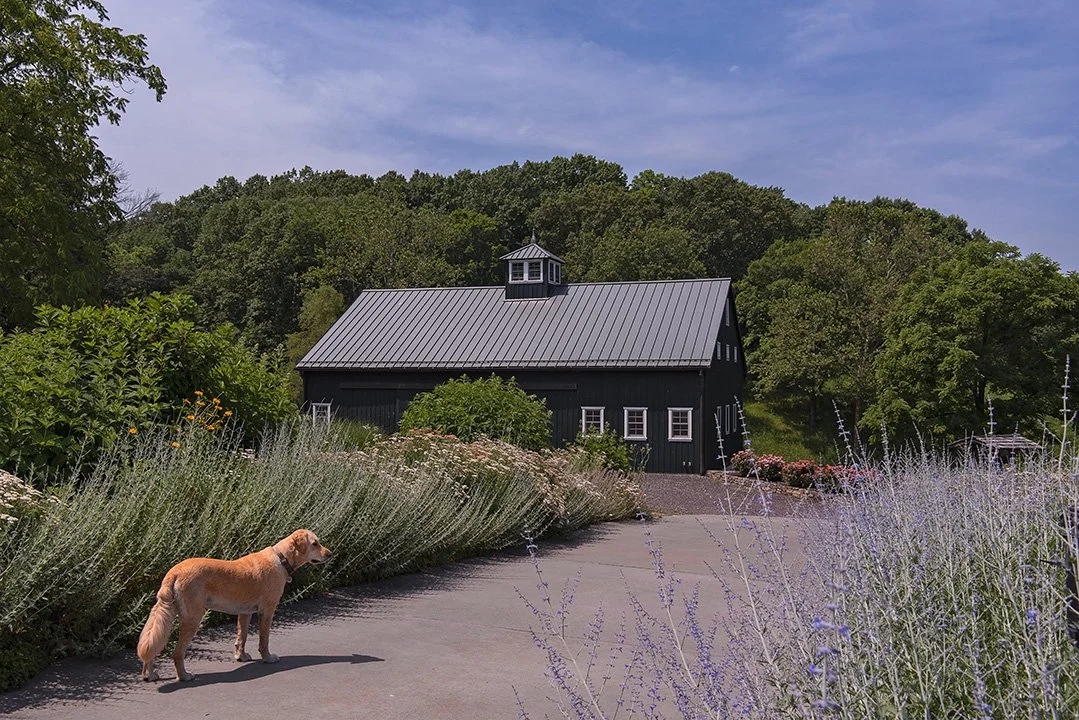A black barn with a metal roof situated in a rural area, surrounded by lush trees and flowering plants, with a dog standing on the driveway.