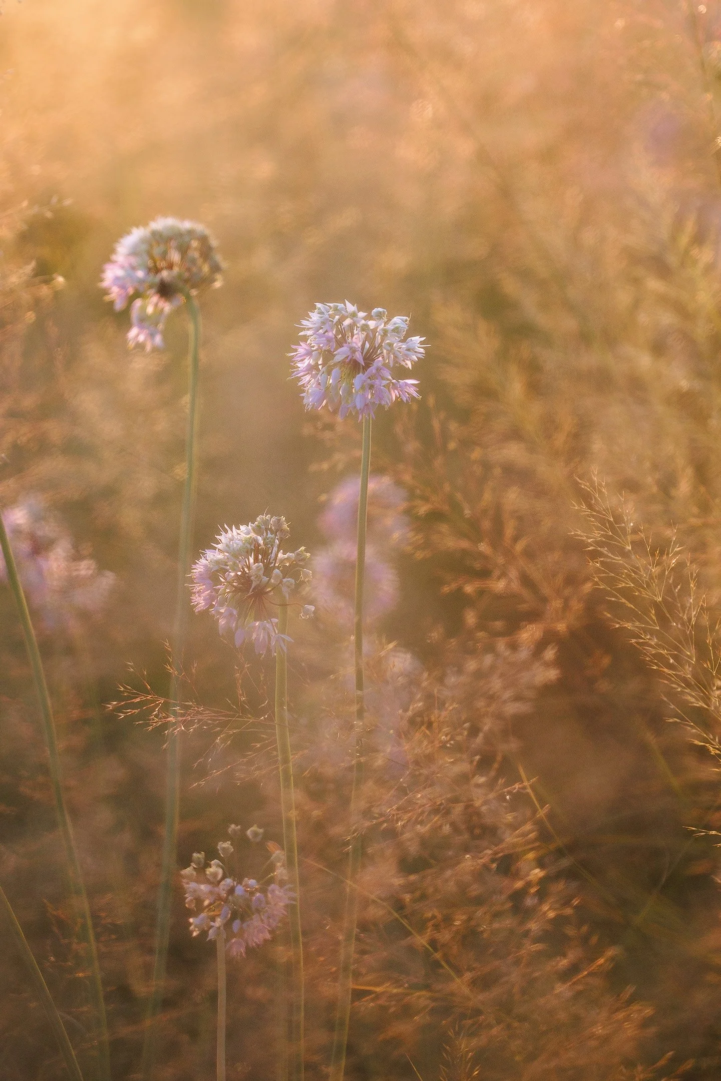 Close-up of purple wildflowers in a soft-focus field at sunset