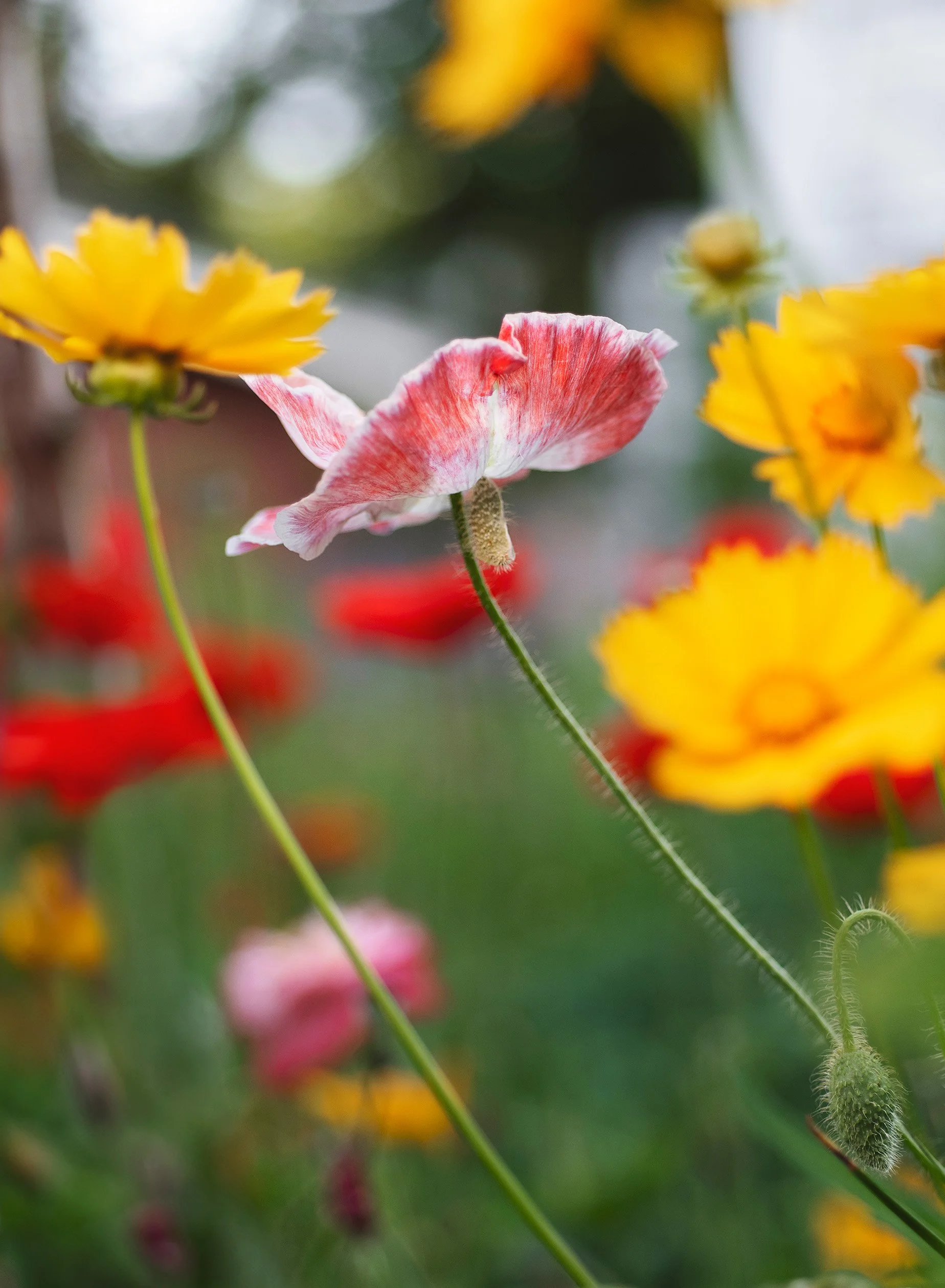 Close-up of a pink and white flower with yellow and red flowers in the background.