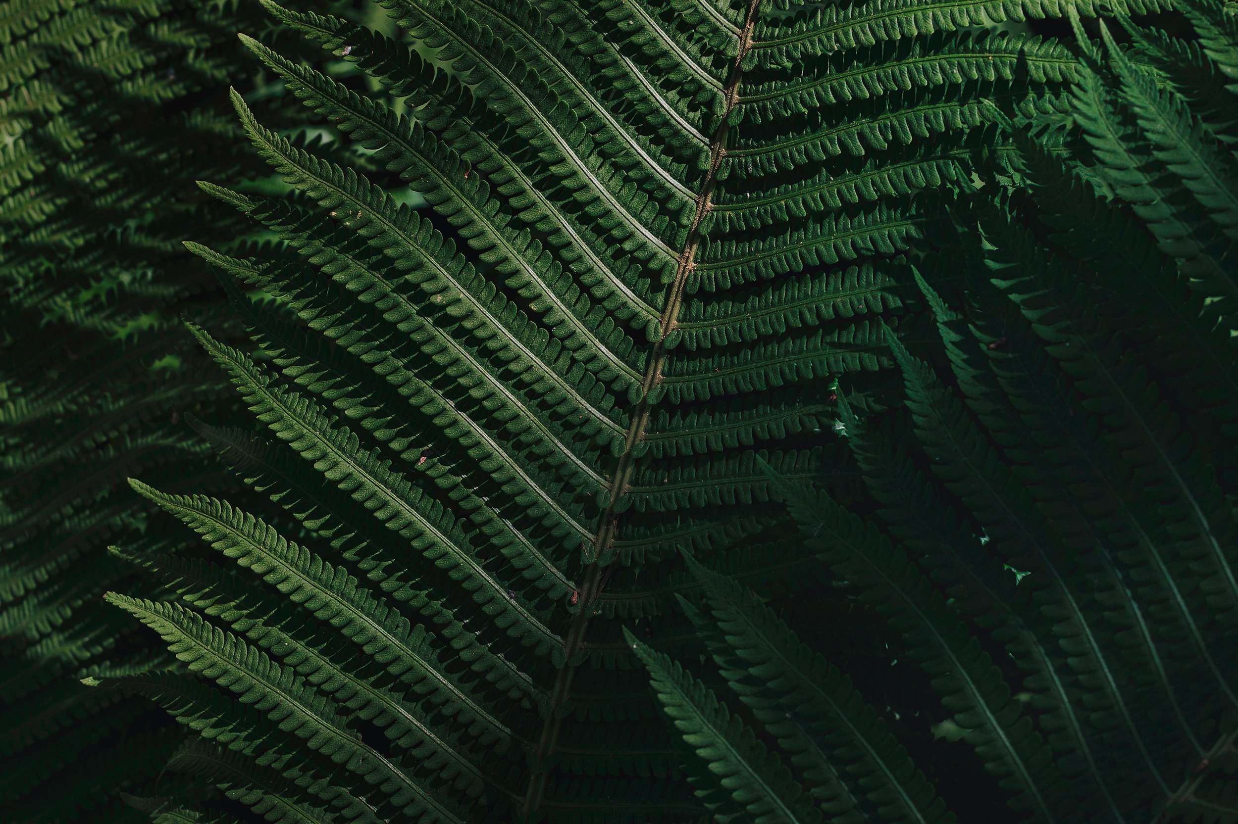 Close-up garden photography of green fern leaves with detailed frond structure.