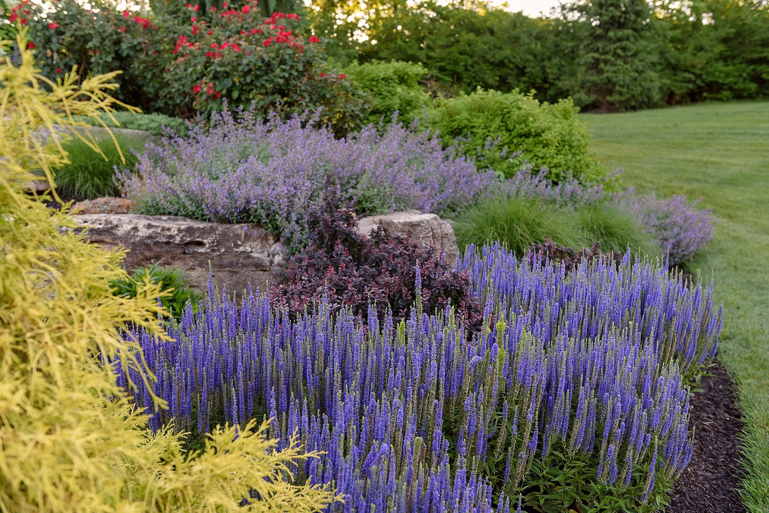 A landscaped garden with purple, blue, and pink flowering plants, green shrubs, and a grassy lawn in the background.