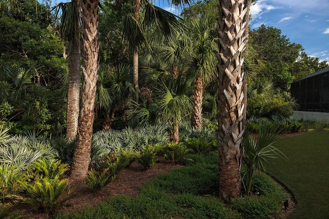 Perfectly placed palm trees and lush tropical plants, under a partly cloudy sky. A landscape design project being photographed. 