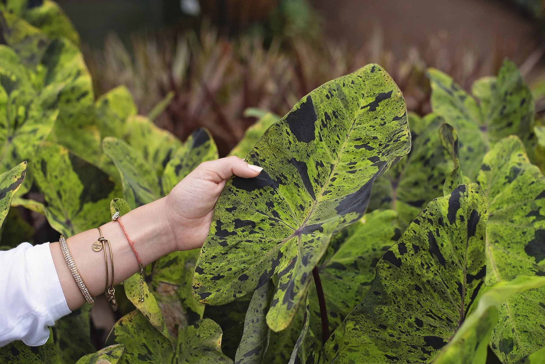 A person holding a variegated green and black leaf among similar leaves in a garden or farm setting.