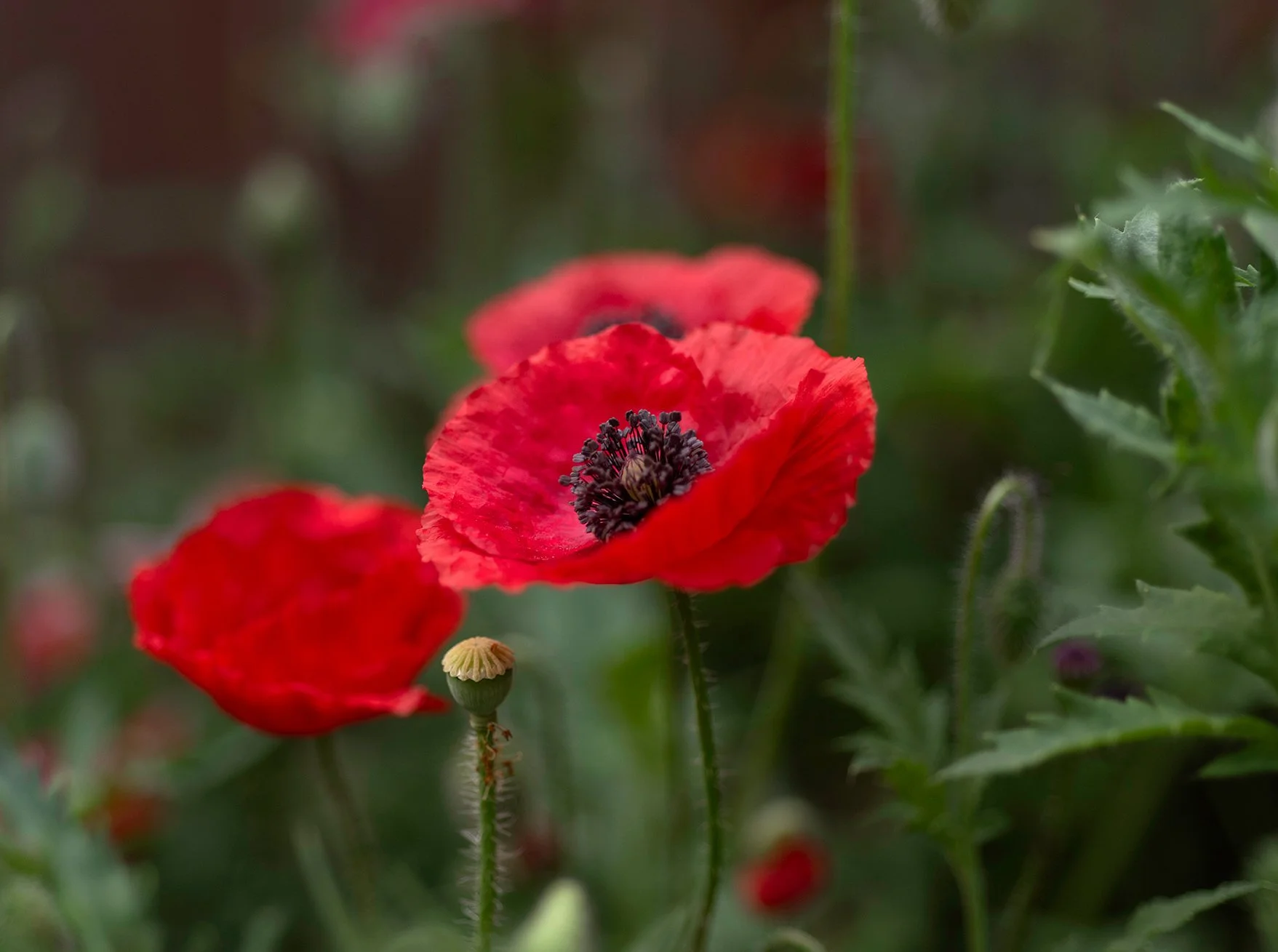 Close-up of vibrant red poppy flowers with dark centers surrounded by green foliage.