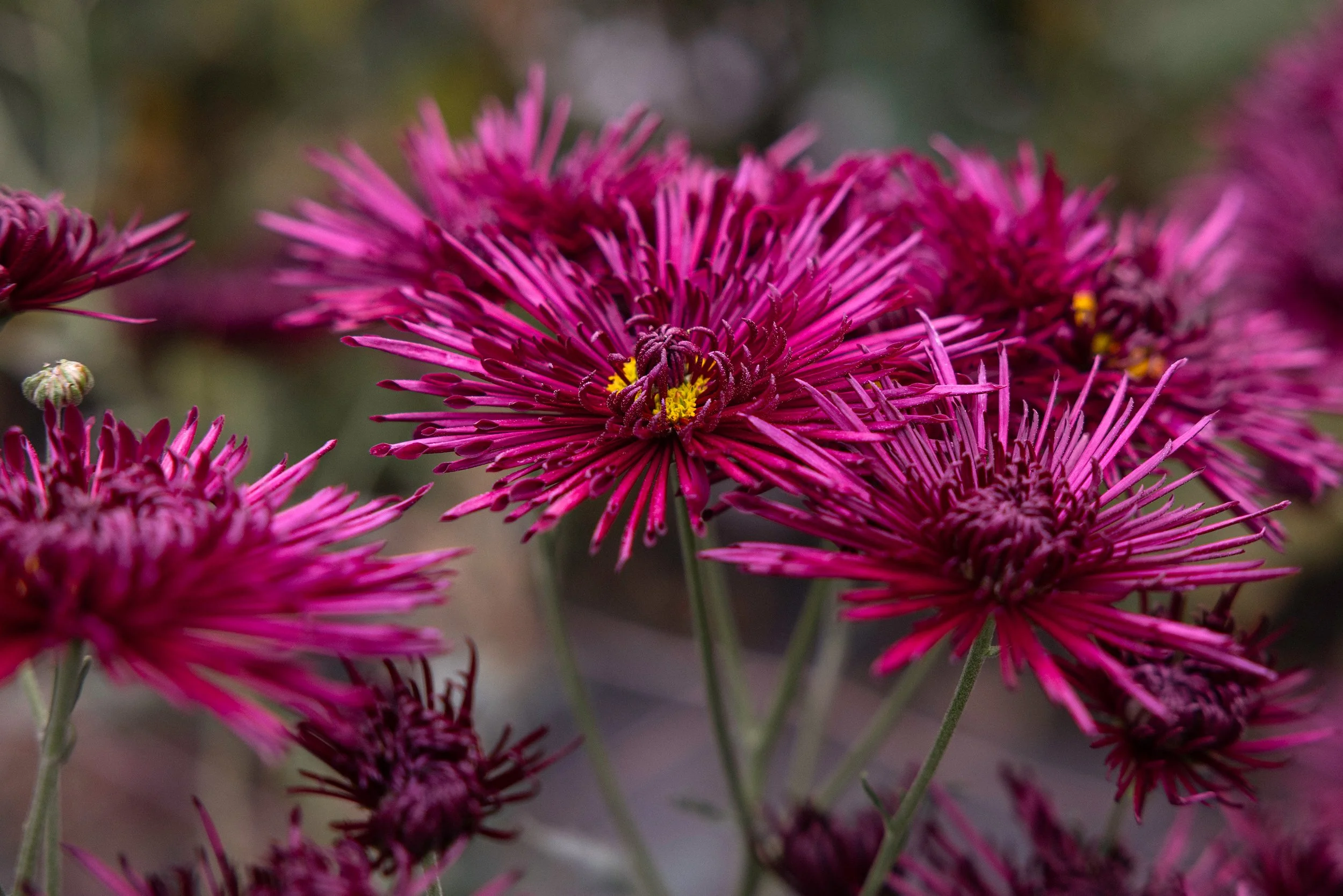 Close-up photography of vibrant pink spider chrysanthemums with yellow centers, blooming on a flower farm.