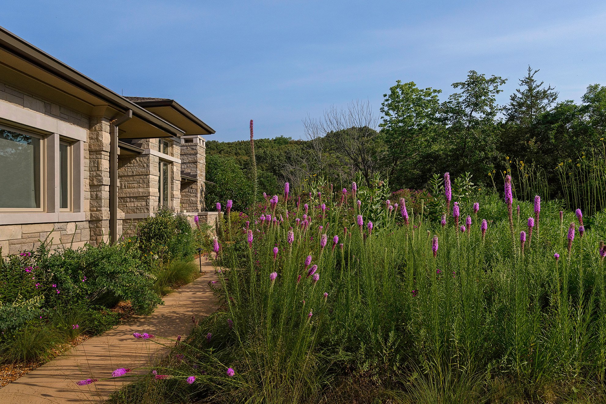 Garden photography of a stone house with large windows, surrounded by a MO native plant garden with purple flowers and a pathway, with trees and a blue sky in the background.
