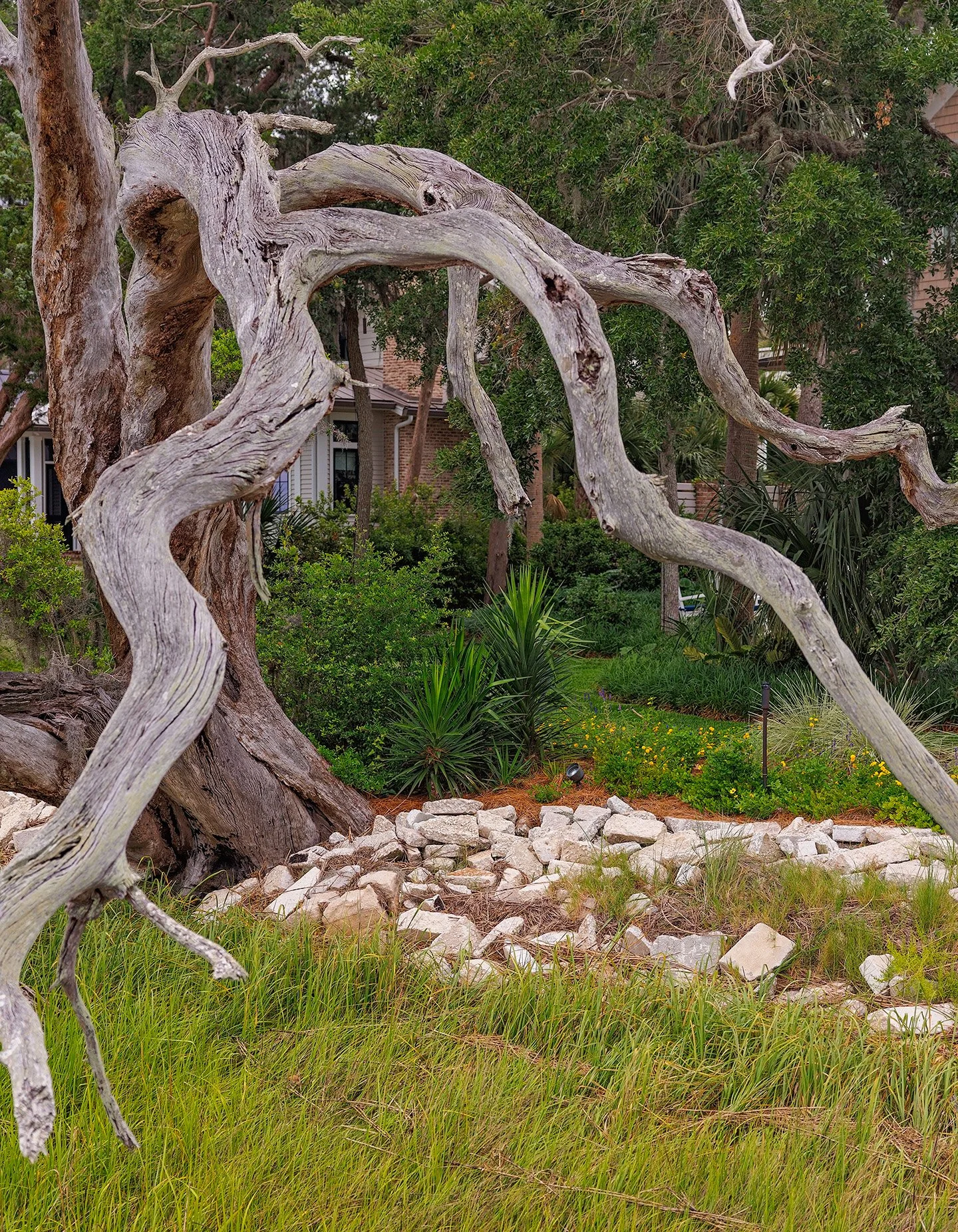Gnarled, weathered tree branches arching over a garden with rocks, green grass, and lush bushes, and a house in the background.