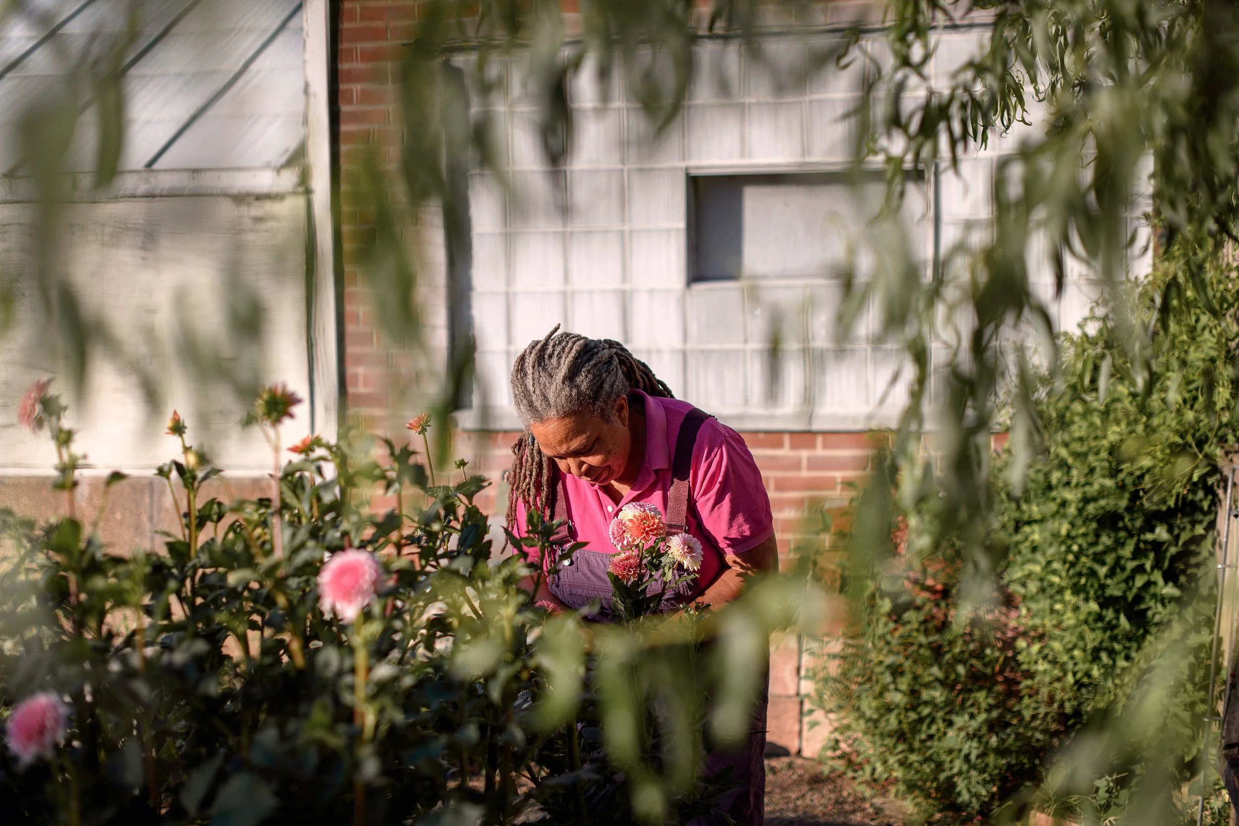 A flower farmer with gray dreadlocks in a pink shirt cares for pink and white flowers in a garden next to a greenhouse, located in St. Louis, MO.