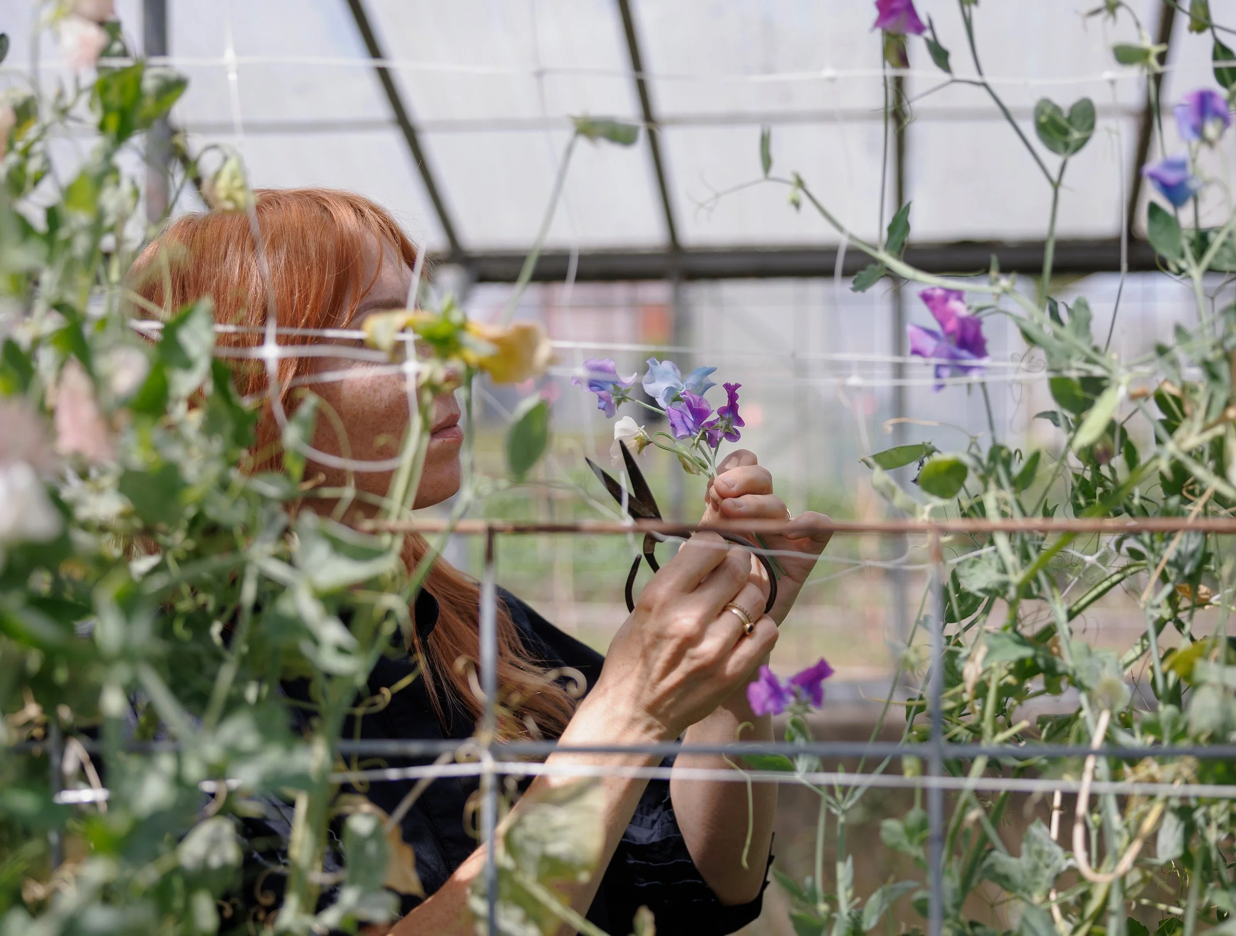 A woman with red hair and freckles pruning purple morning glory flowers inside a greenhouse.