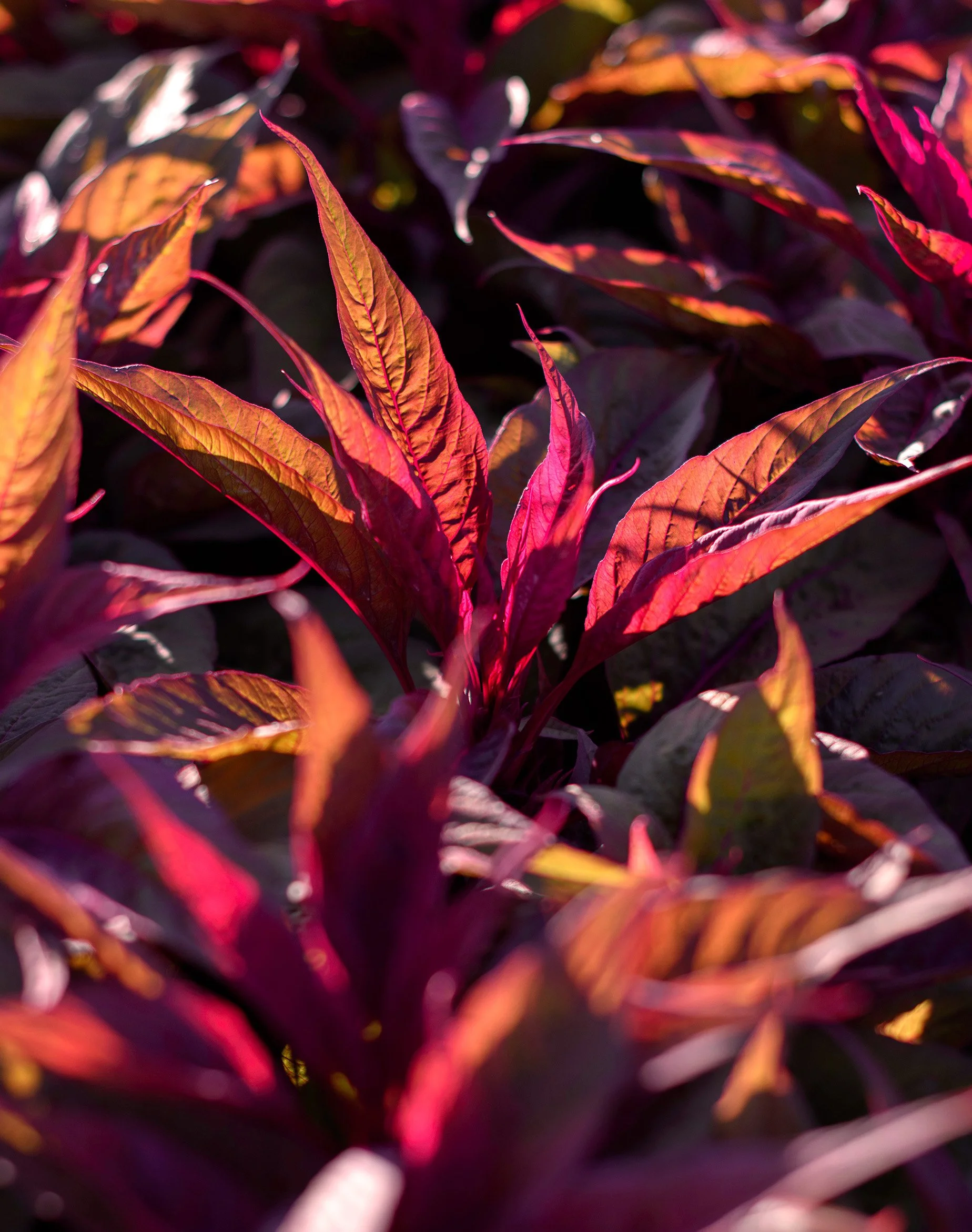 Close-up photography of vibrant red and purple leaves, with sunlight highlighting their details.