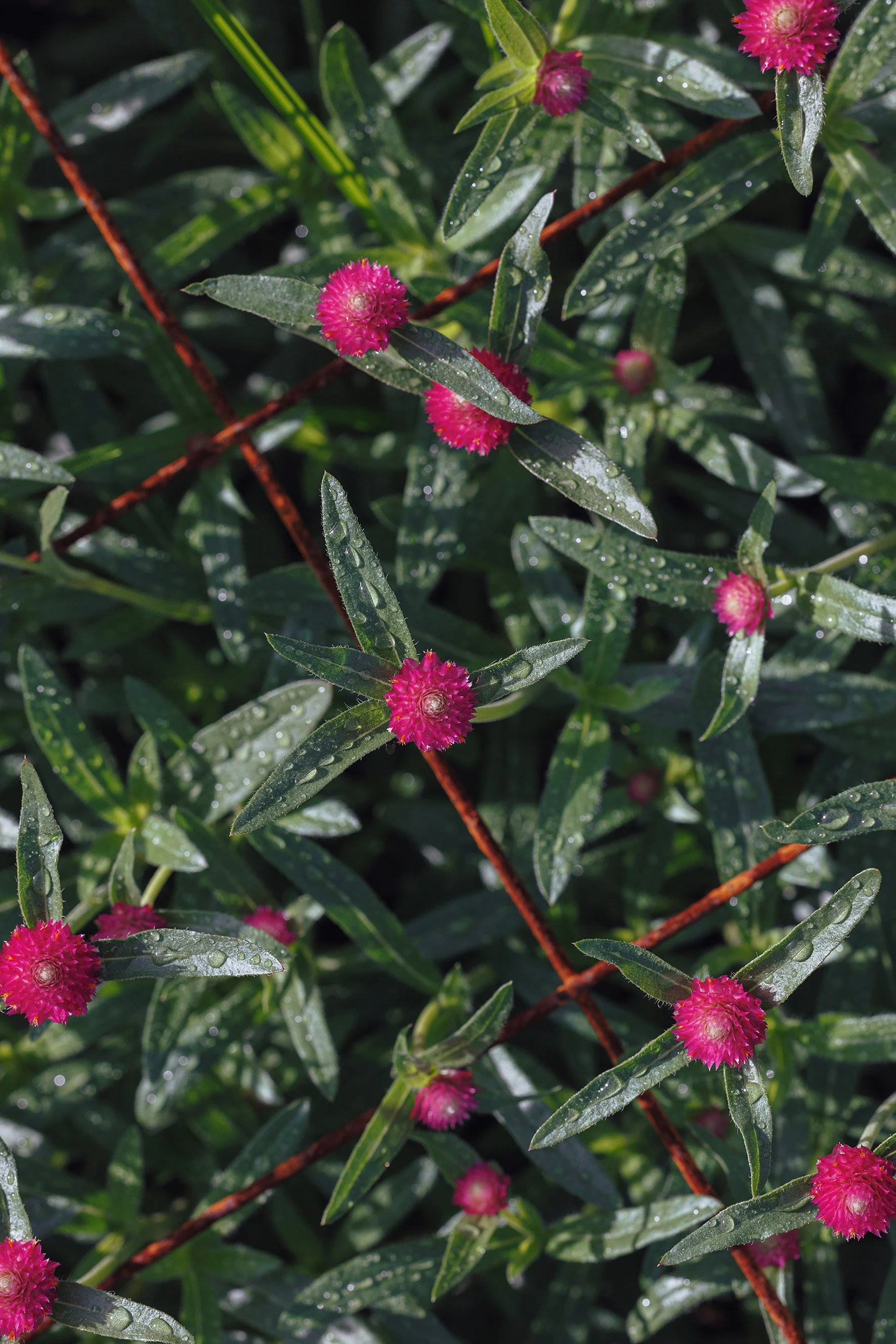 Close-up of green leaves with pink spherical flowers and water droplets on them.