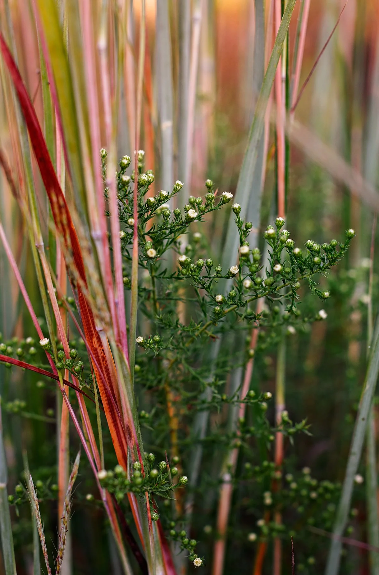 Garden photography where the camera is zoomed in to small white flowers growing among tall grasses with green, yellow, and reddish blades.