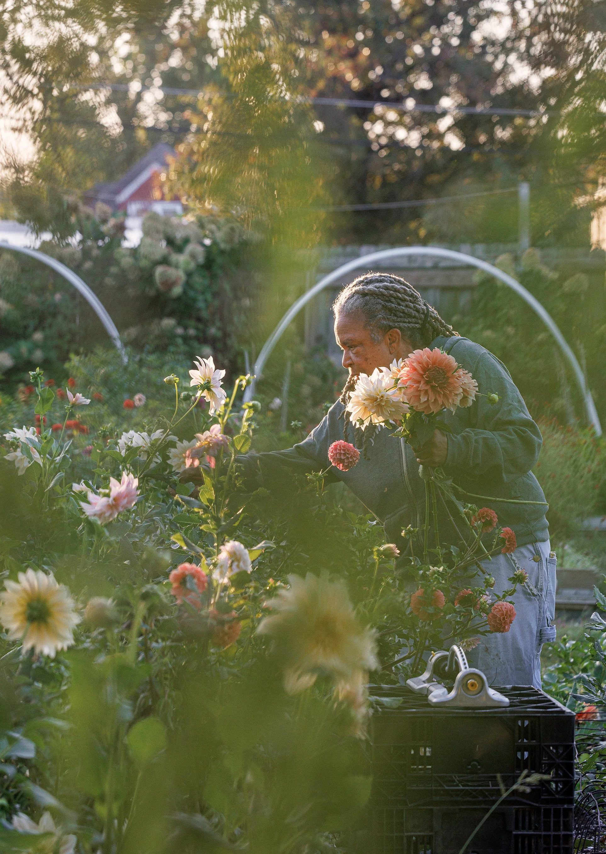 Flower farmer harvesting flowers in a garden during sunset.