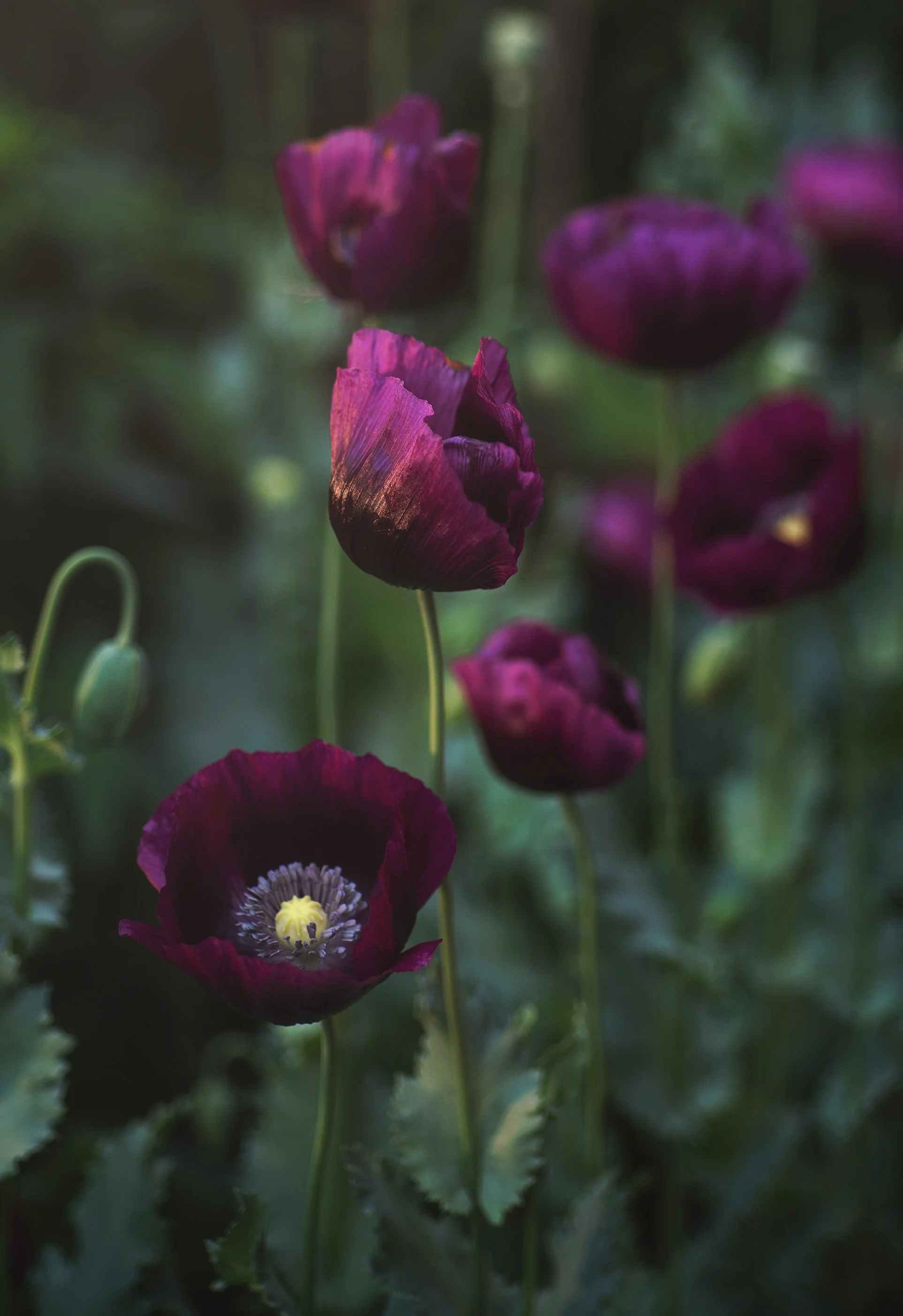 Close-up of dark purple poppy flowers in a garden setting.