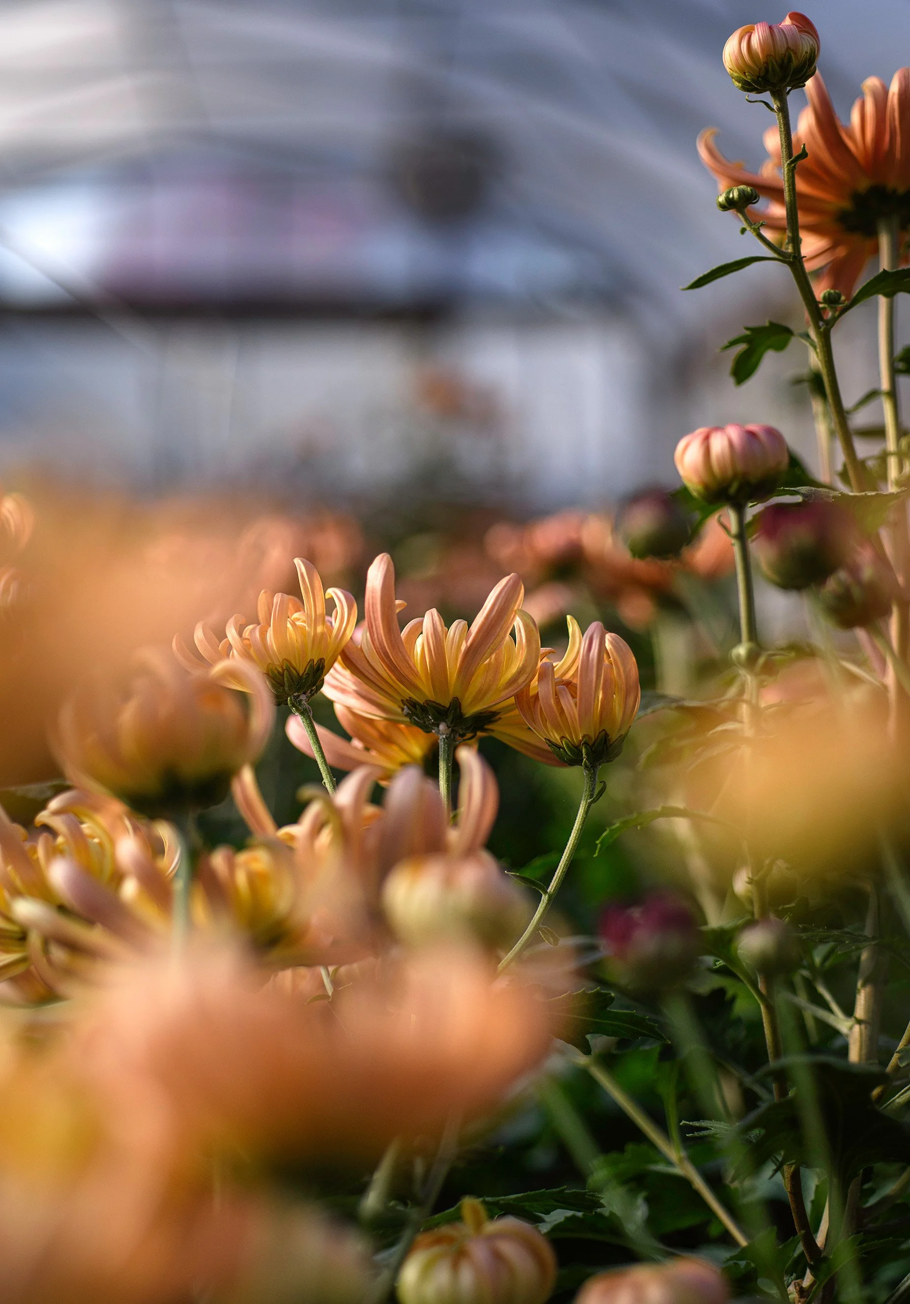 Close-up photography of peach-colored chrysanthemums with green stems and leaves in a greenhouse.