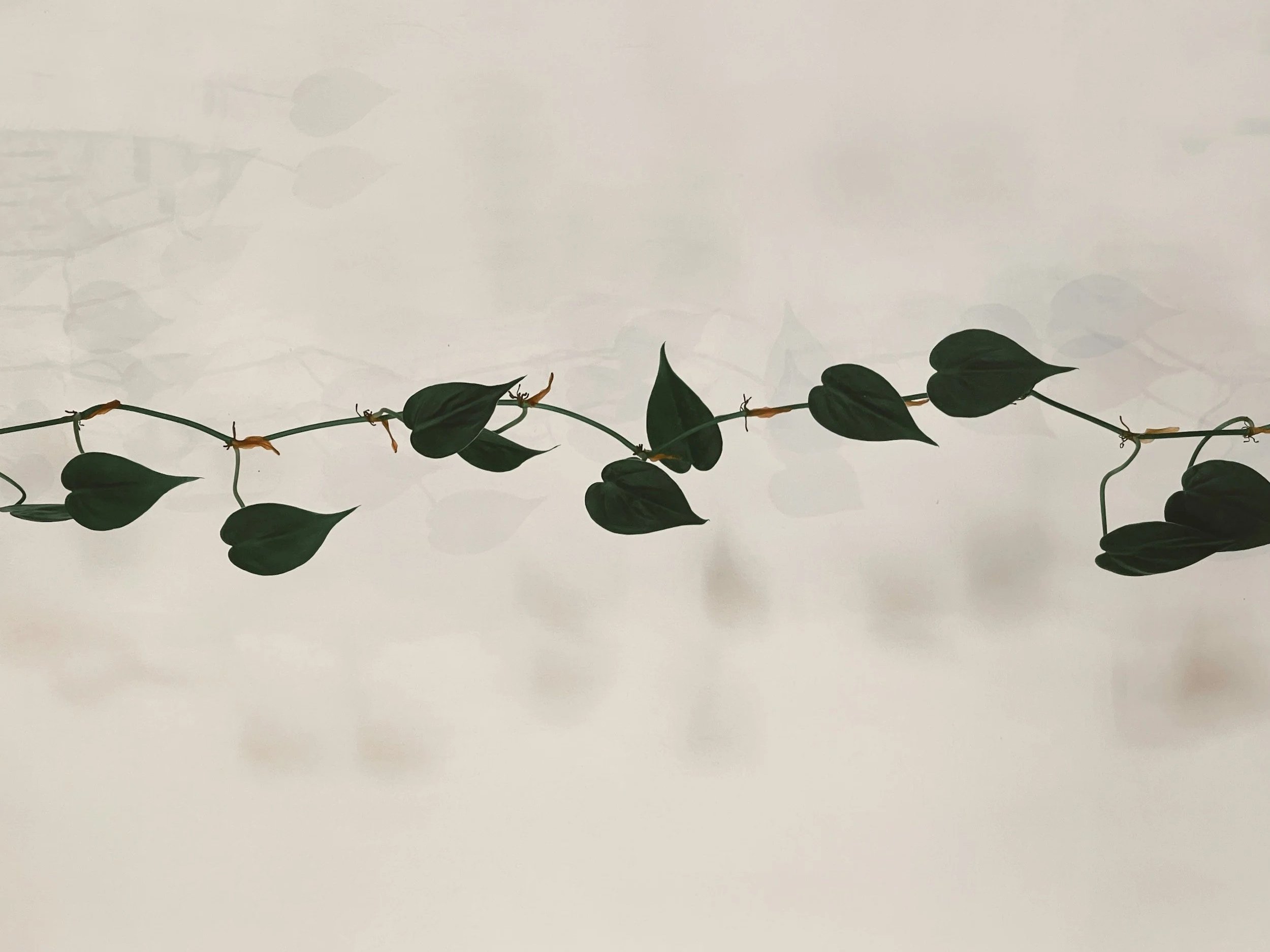 A thin vine with green heart-shaped leaves and small buds stretches across the bottom of the image against a light, slightly cloudy sky.