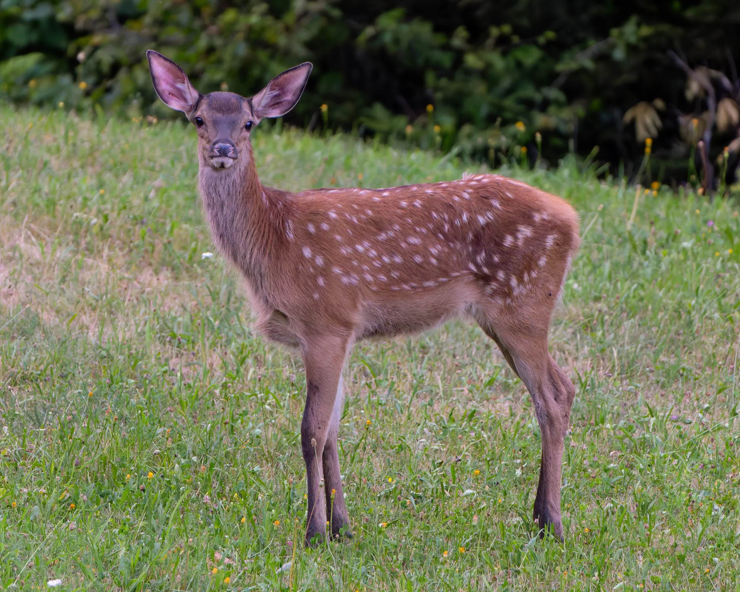 Cerbiatto