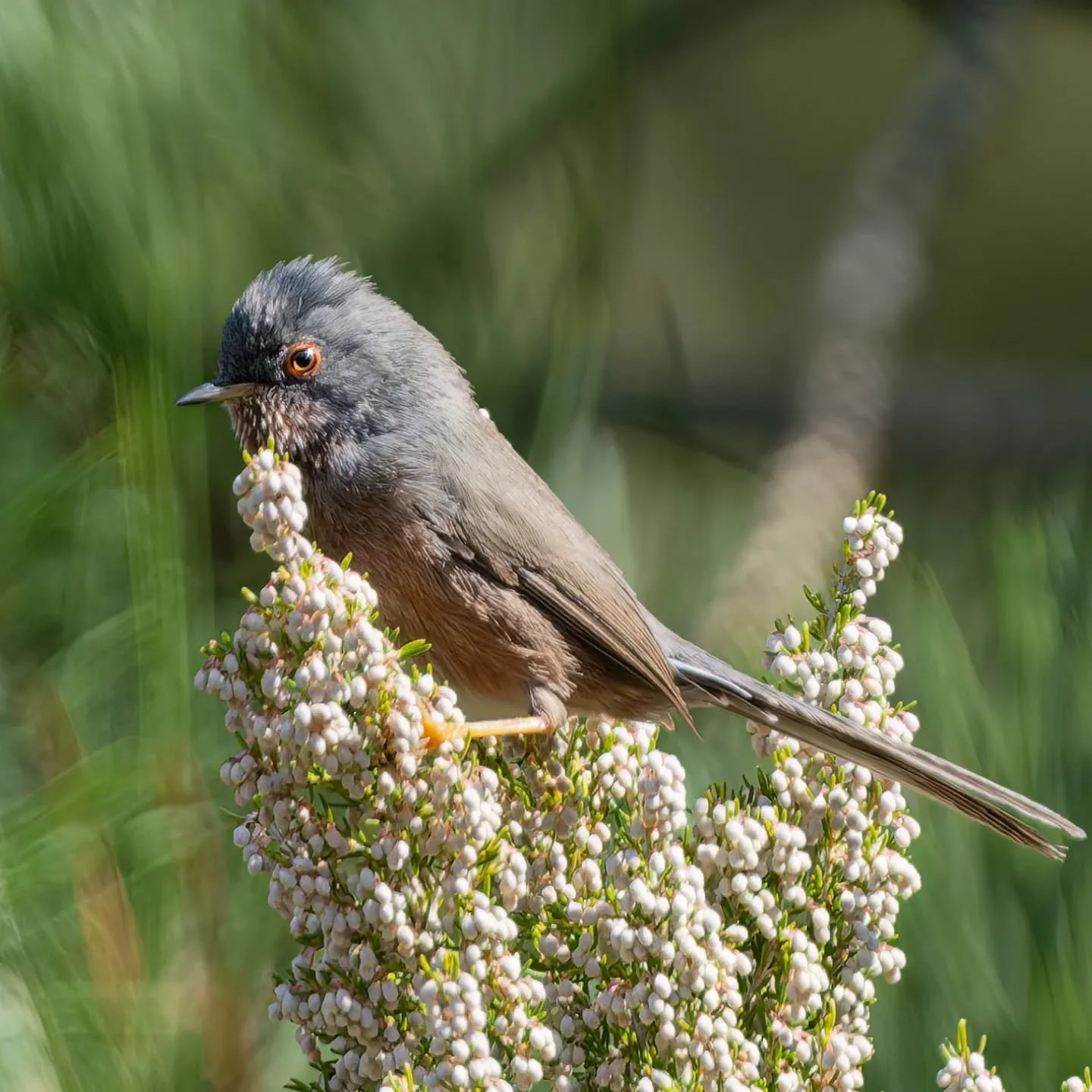 Incontrare care conoscenze in una giornata fuori casa, farne delle nuove, ed incontrare lui...eh  beh! Non ha prezzo! 

#magnanina
#sylviaundata
#dartfordwarbler
#fauvettepitchou
