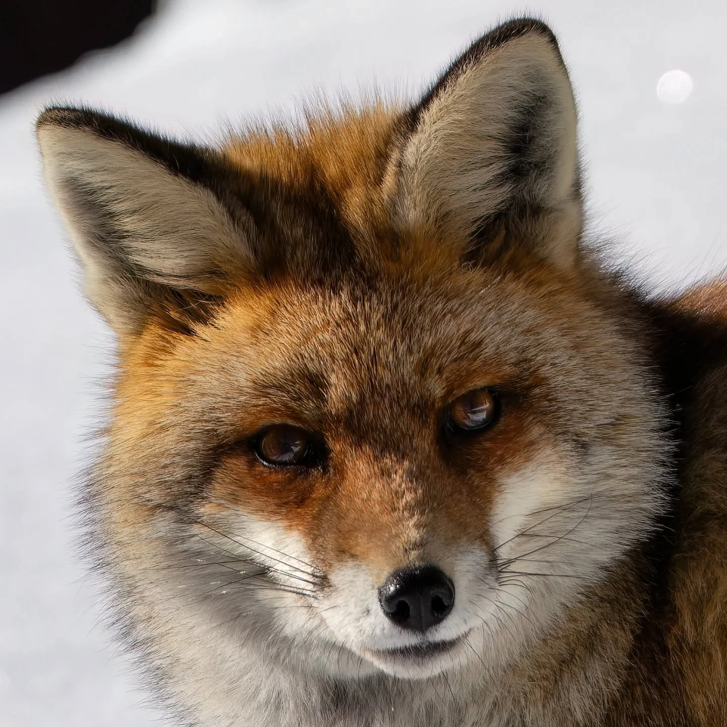 Eleganza e furbizia...

#volpe #redfox #fuchs #renard