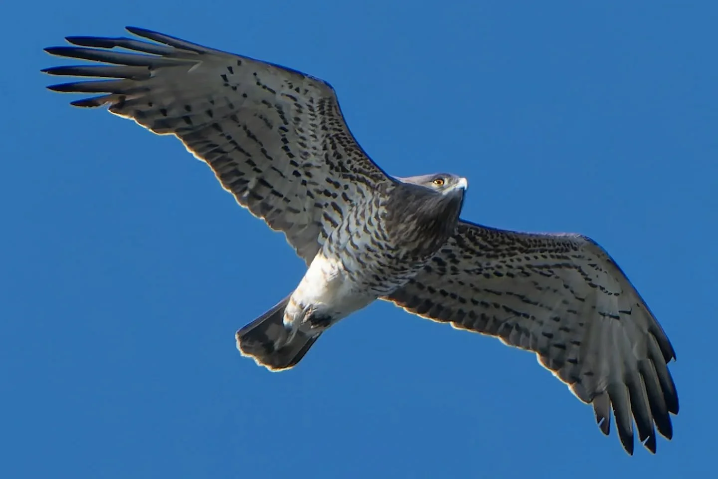 Marzo meteo pazzerello..tra correnti, venti che a volte giocano a sfavore, il passaggio migratorio, si fa complicato, difficile, pericoloso, ma quando arrivano e tu sei li e li vedi arrivare..decine su decine...ogni volta &egrave; una grande emozione