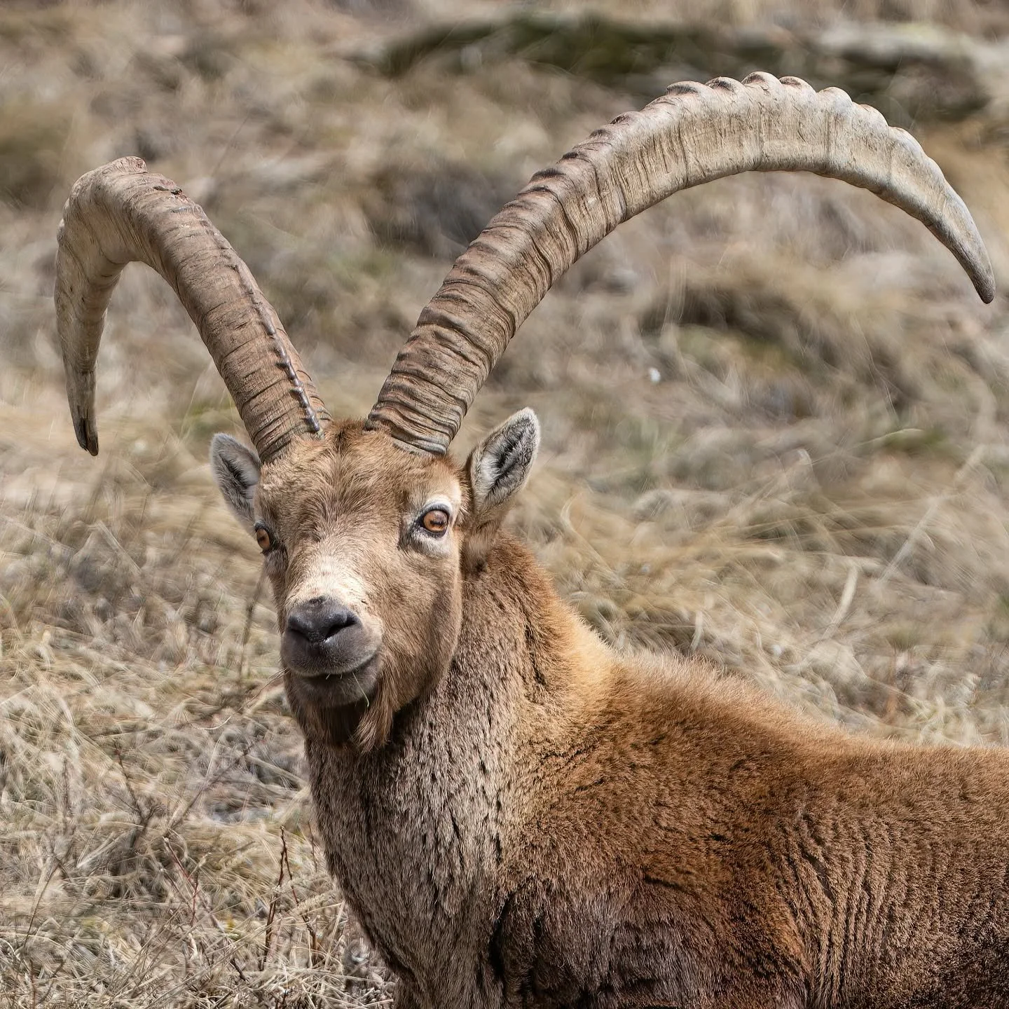 Quei sorrisi che ti rubano il cuore durante un magnifico fine settimana in quota.

#stambecco #capraibex #ibex #steinbock