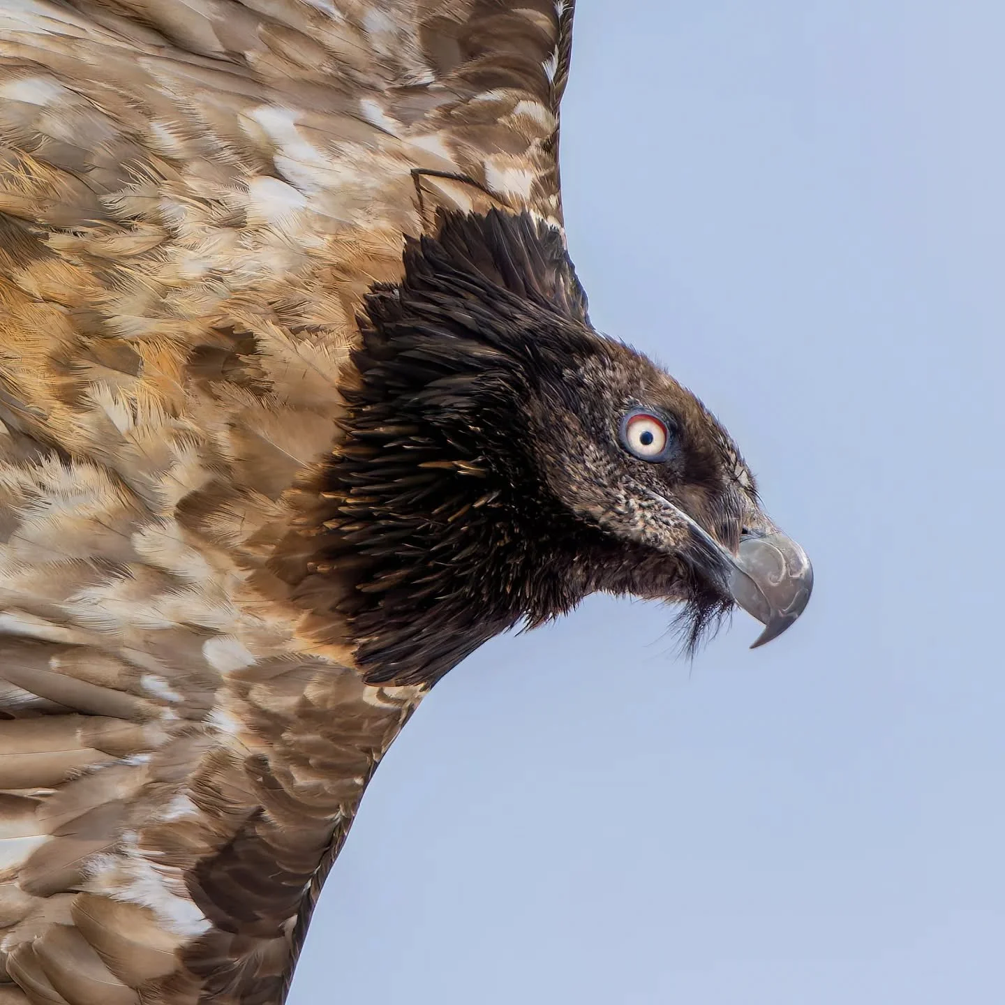 Periodo di riflessione..
RISPETTO,  purtroppo qualcuno non ne conosce il significato..e pensa pure di prendere in giro..

Ormai sapete che da anni seguo i Gipeti, gli avvoltoi e i rapaci sono una mia grande passione.
In diversi, tra messaggi o durant