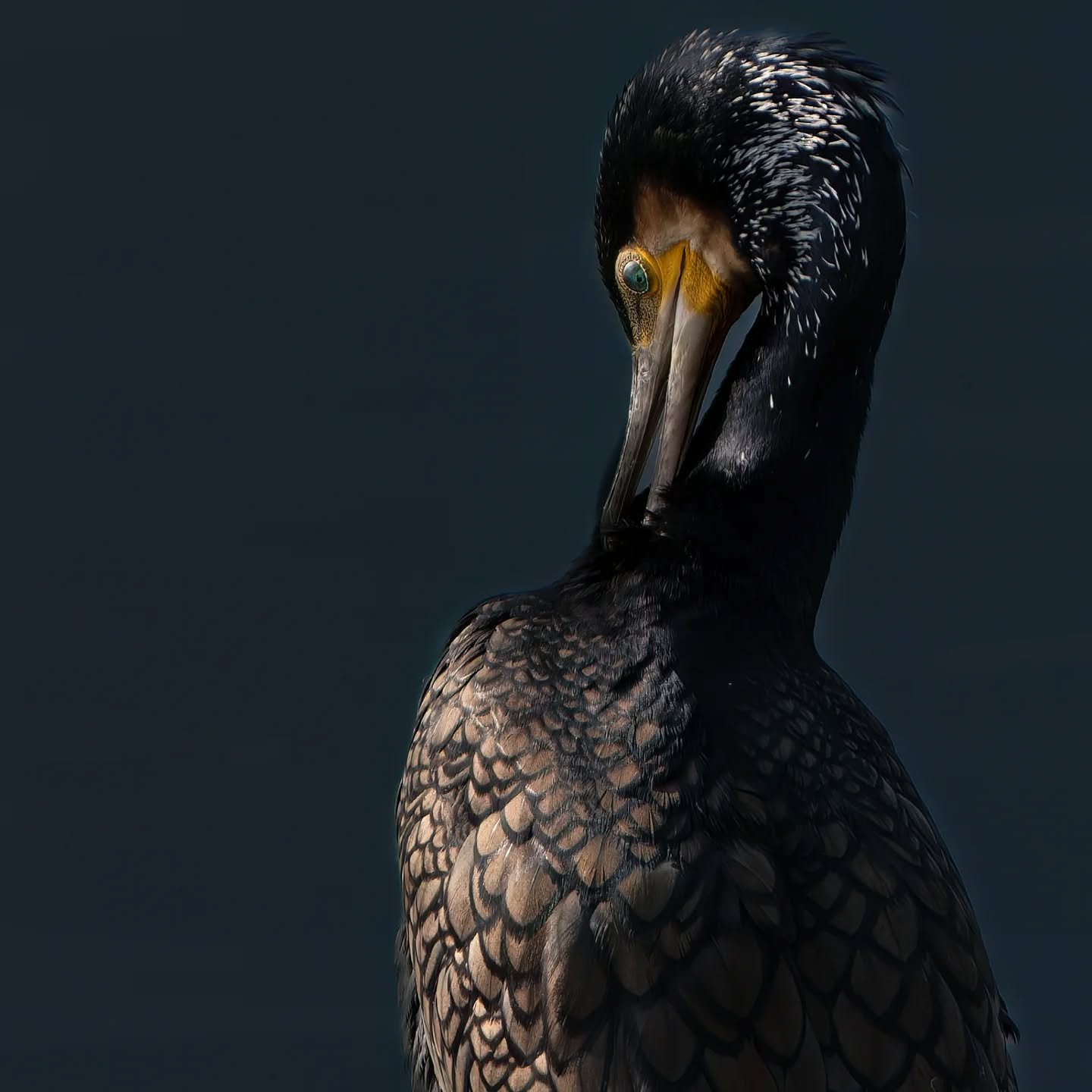 Non totalmente in veste nuziale ma i suoi colori non lasciano indifferenti....

#cormorano
#phalacrocoraxcarbo #cormorant #grandcormoran