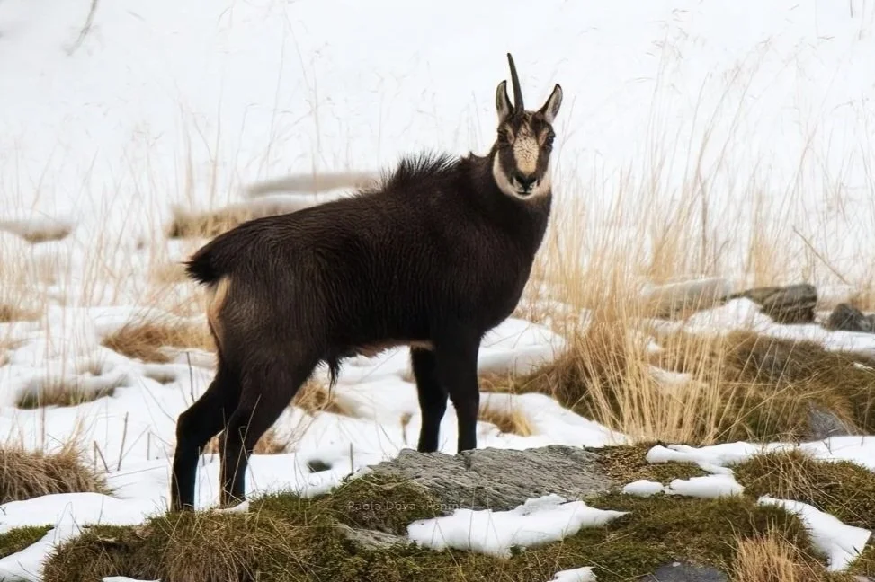 Camoscio, Il Nonnino
