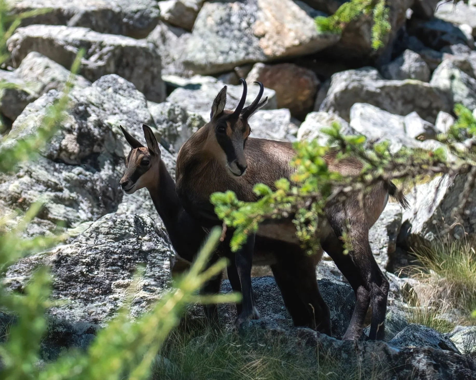 Camoscio femmina e piccolo