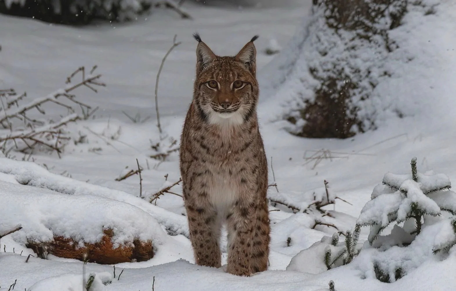 Lince