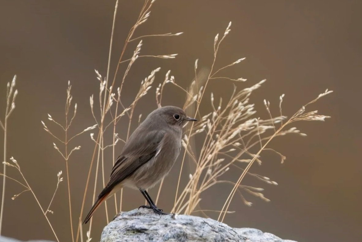Codirosso spazzacamino
