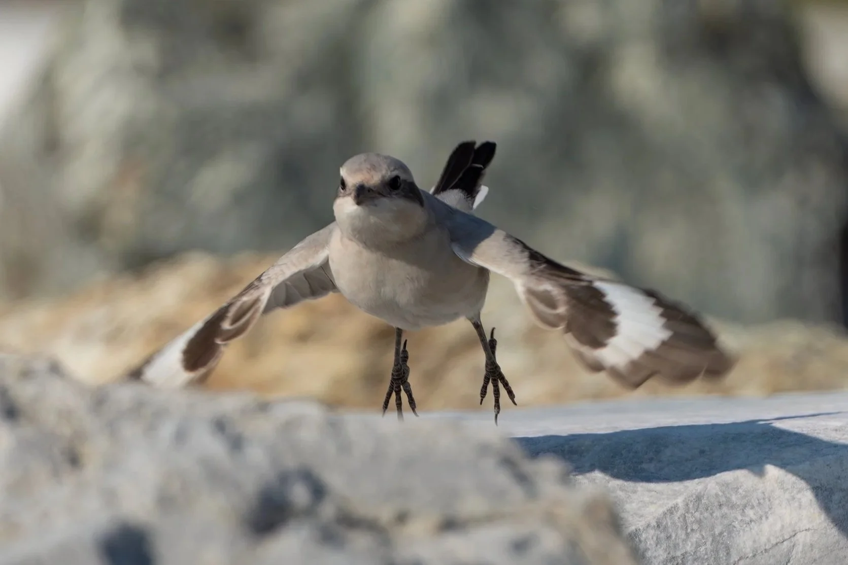 Averla becco pallido