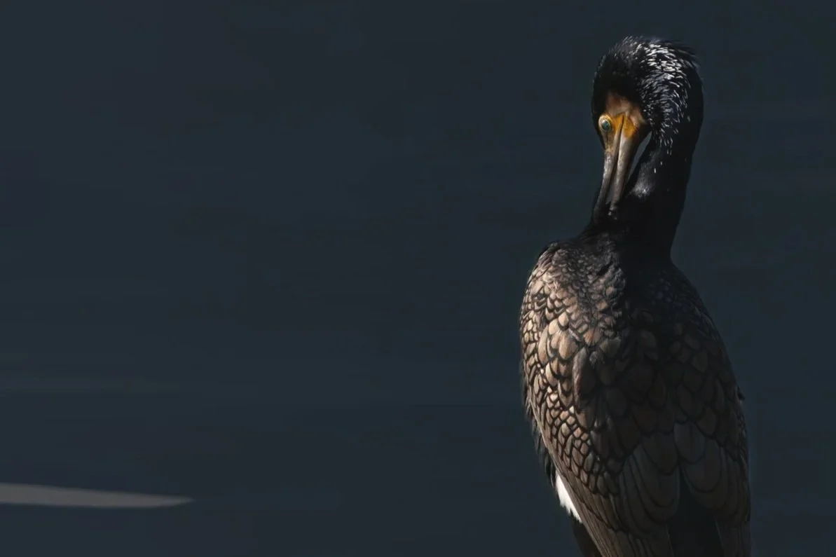 Cormorano