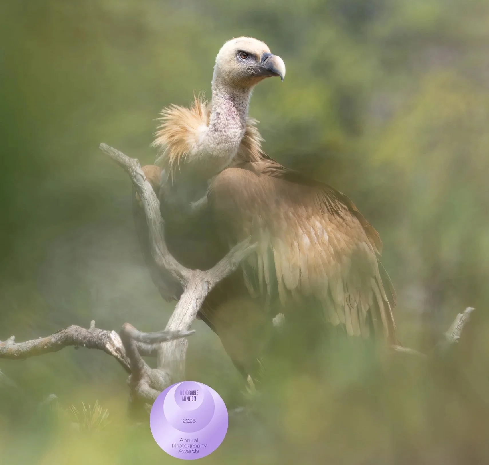 Grifone - Honorable mention 2025 Annual Photography Awards - Elegance&Biodiversity