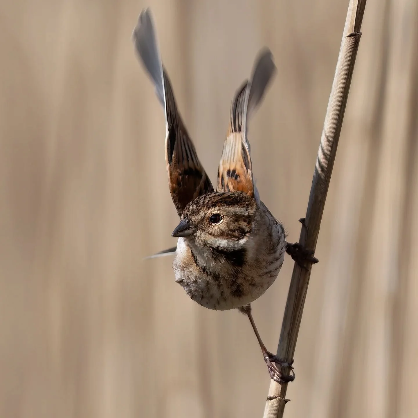 Adoro i migliarini e quest'anno ne vedo davvero pochi, un clima ventoso, molto frizzante, pochissimi insetti...e in tutto due maschi.. speriamo in bene...

#migliarinodipalude
#emberizaschoeniclus
#reedbunting #bruantdesroseaux