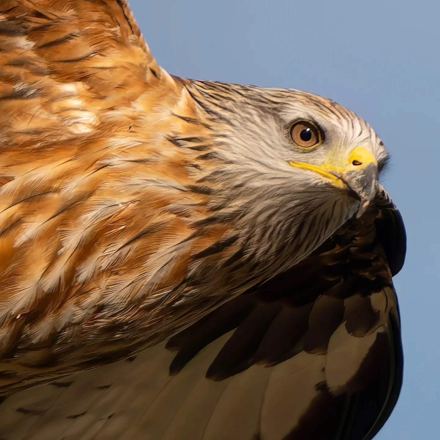 Battiti di ali in un paesaggio da battiti...

#nibbioreale #milvusmilvus #redkite #milanroyal