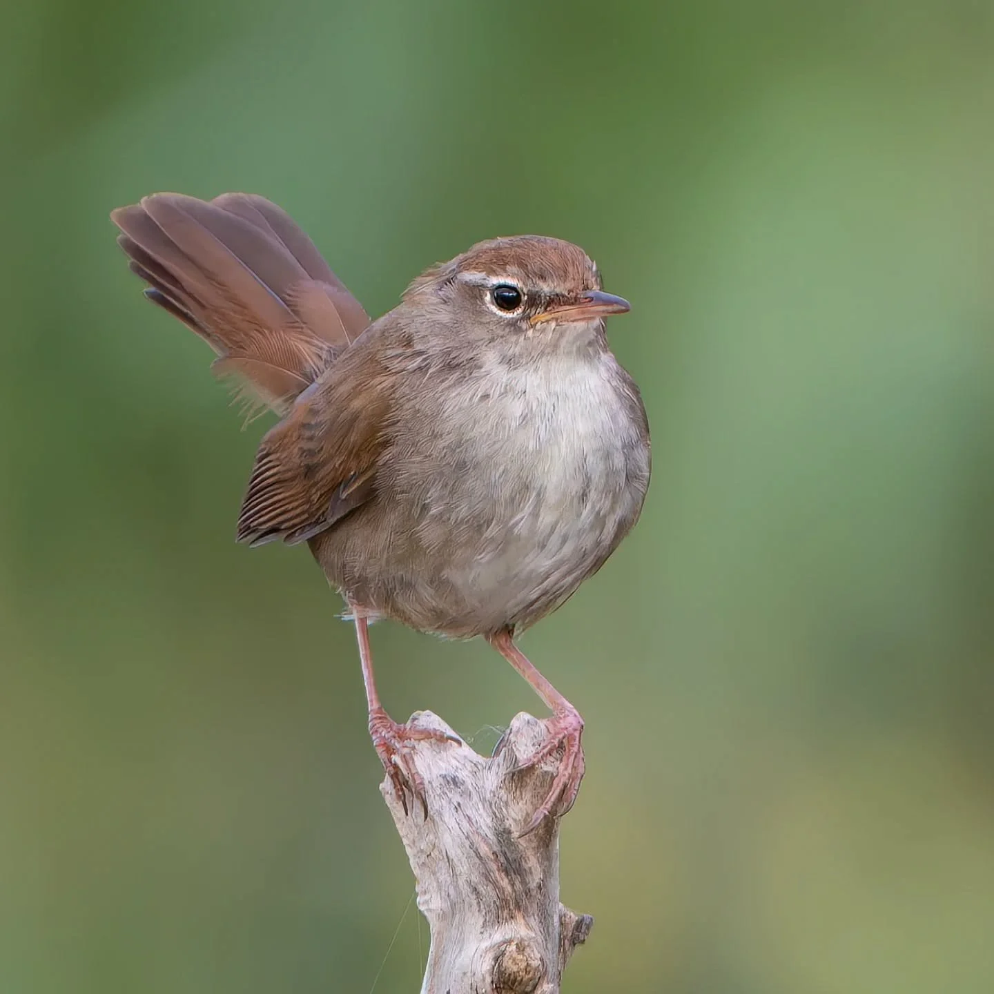 Una giornata in riva al lago...

#usignolodifiume #cettiaceti #cettiswarbler #bouscarledecetti

@ficedula_ch 
@birdlifesuisse 
@vogelwartesempach