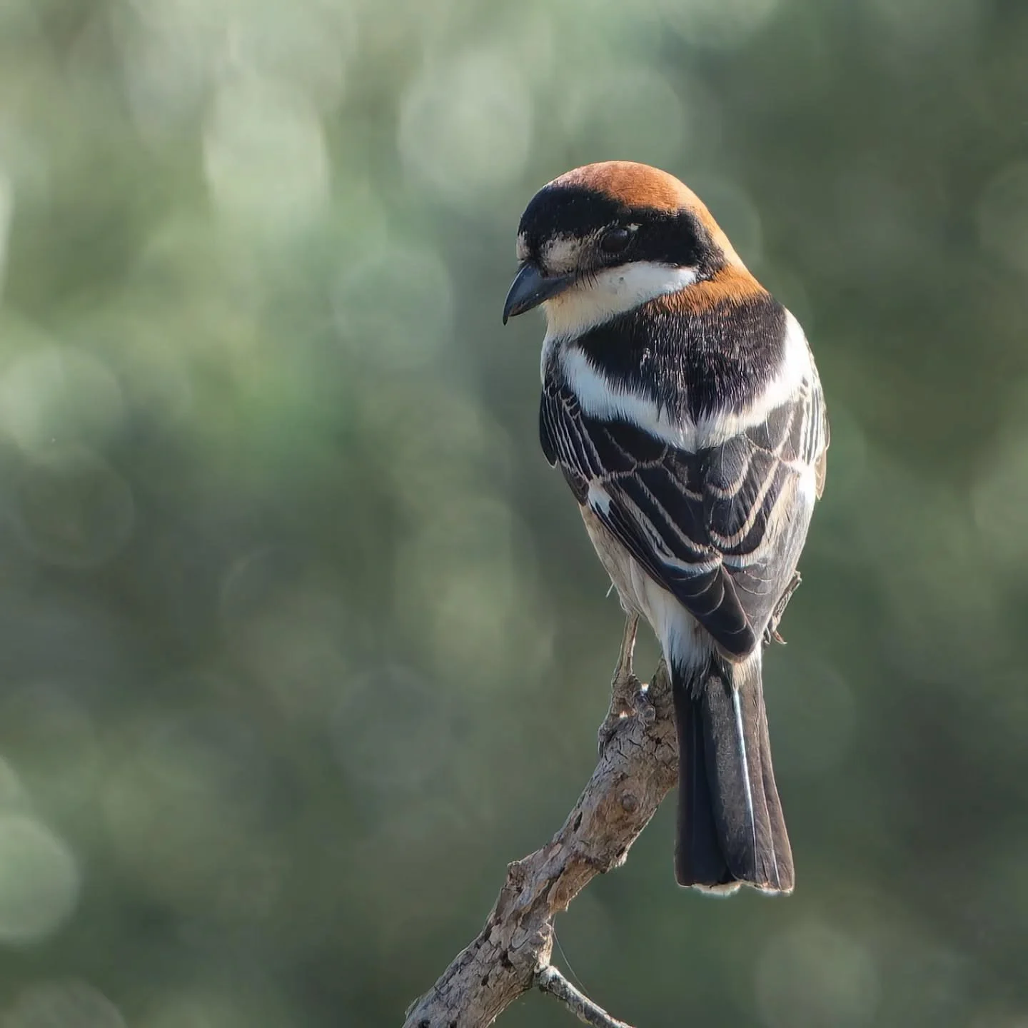 Pura meraglia!

#averlacapirossa #laniussenator 
#woodchatshrike #piegriecheateterousse
@ficedula_ch 
@birdlifesuisse 
@vogelwartesempach