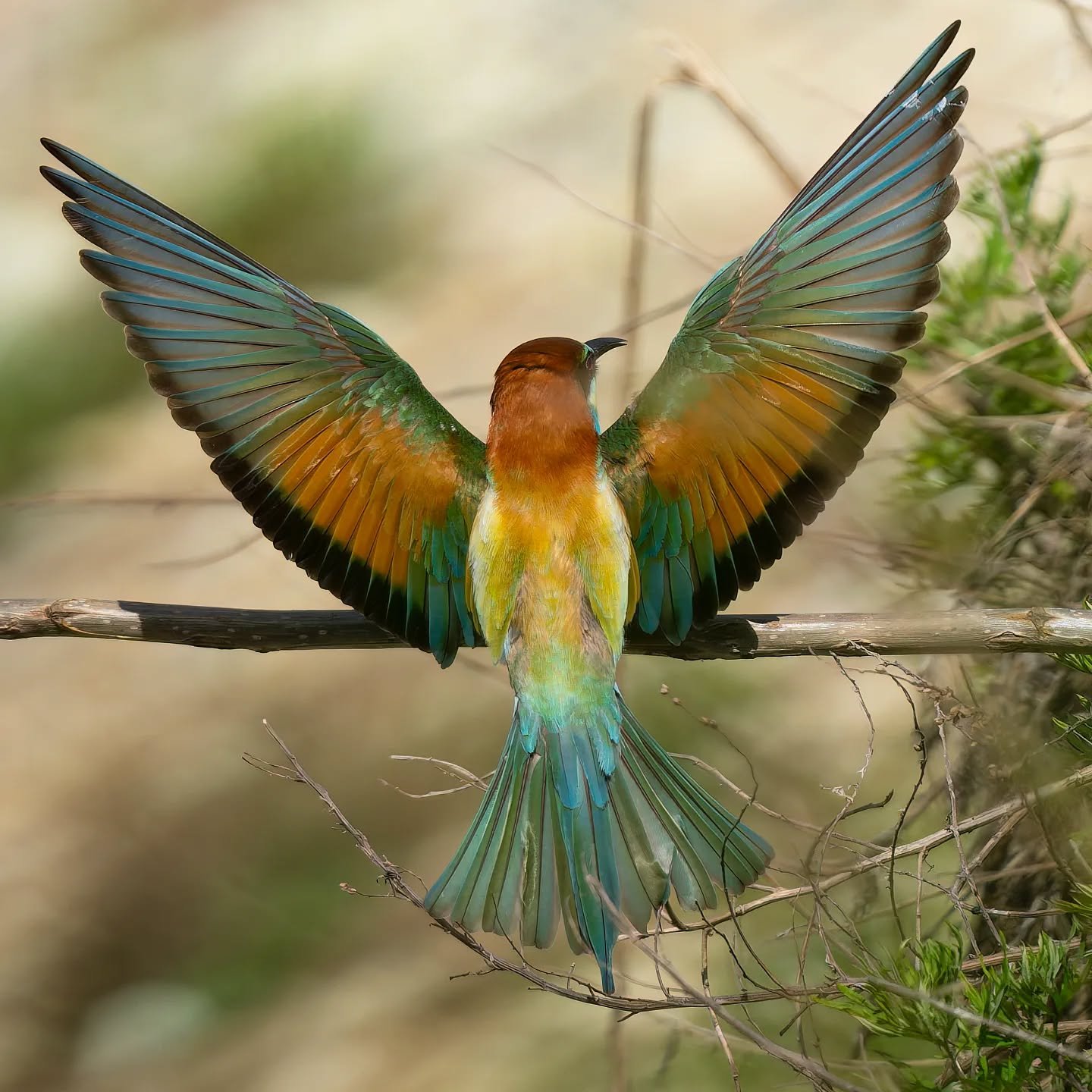 Un Angelo che colora la Pentecoste..

#gruccione#meropsapiaster
#beeeater #guepierdeurope