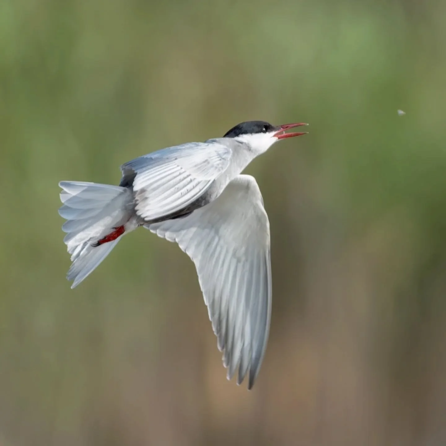 Al volo..

#mignattinopiombato #chlidoniashybrida #wishkeredtern #guifettemoustac