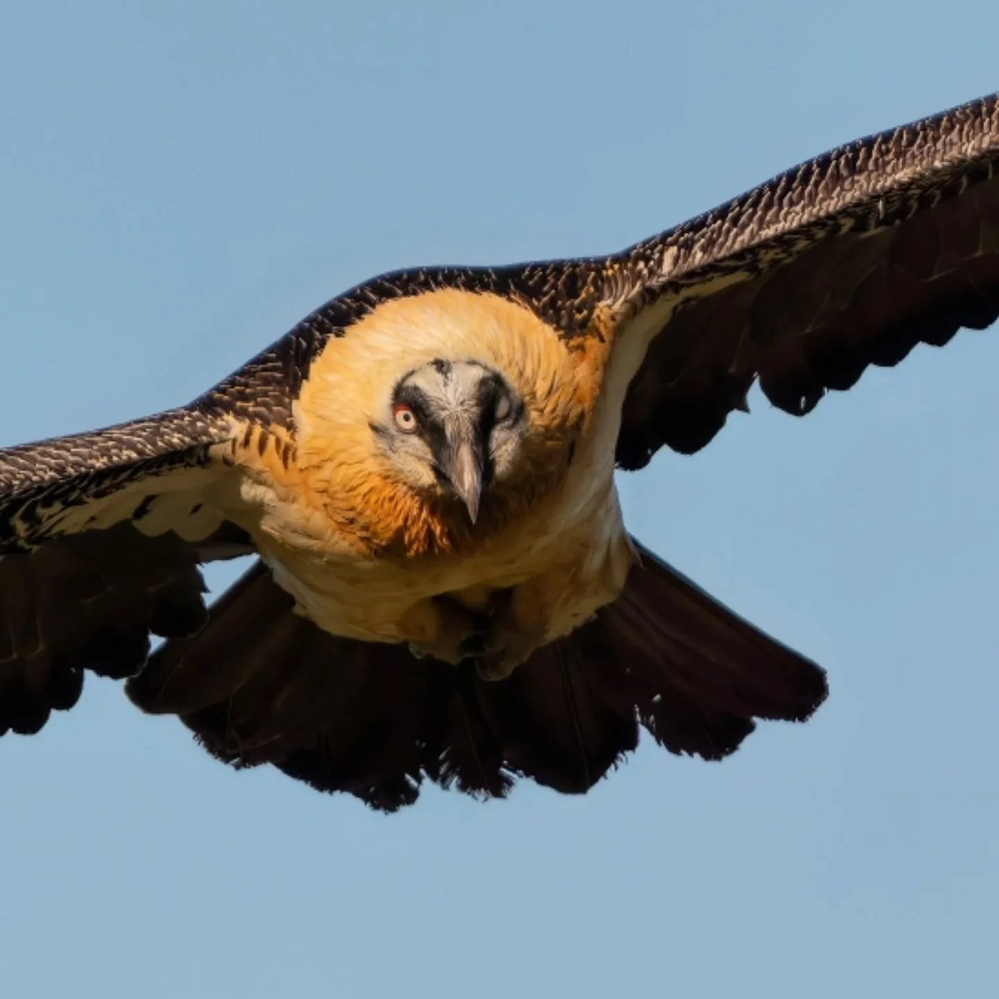 Bellezze in quota.

&nbsp;#gipetobarbuto&nbsp;#gypaetusbarbatus&nbsp;#lammergeier&nbsp;#gypaetebarbu&nbsp;#quebrantahuesos

@ficedula_ch 
@vultureconservationfoundation 
@vultureday
@geomagazine