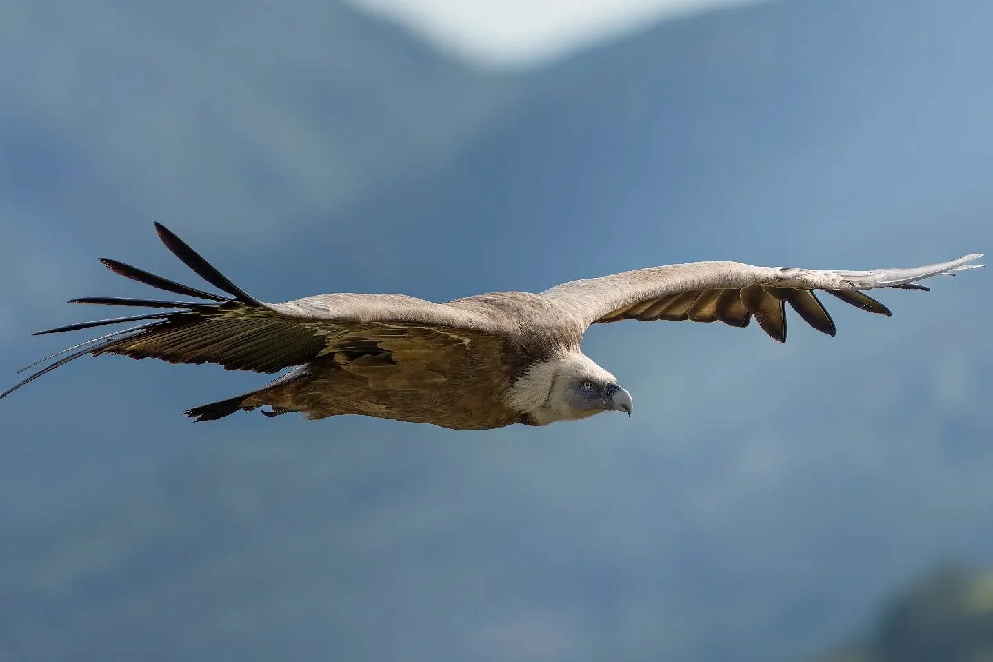 ..back..

#grifone
#gypsfulvus
#griffonvulture 
#vautourfauve

@ficedula_ch 
@vultureconservationfoundation