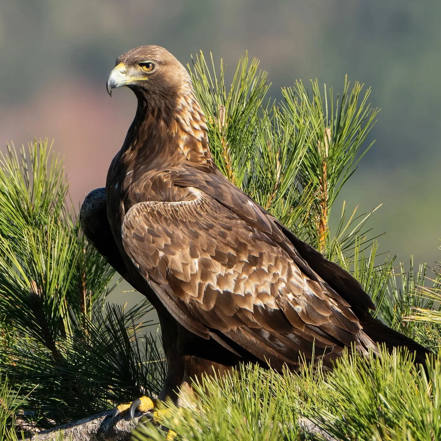 Quelle giornate che non dimenticherai mai..

#aquilareale #aquilacrysaetos #goldeneagle

@ficedula_ch 
@birdlifesuisse 
@natgeoanimals
